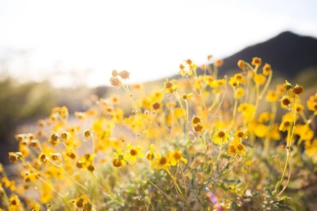 A field of yellow wildflowers with a mountain in the background and sunlight.