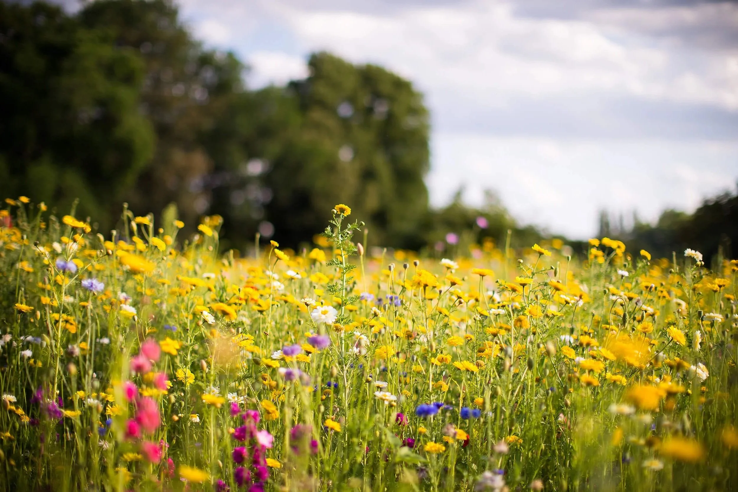 A wildflower meadow with yellow, purple, white, and pink flowers under a partly cloudy sky, with trees in the background.