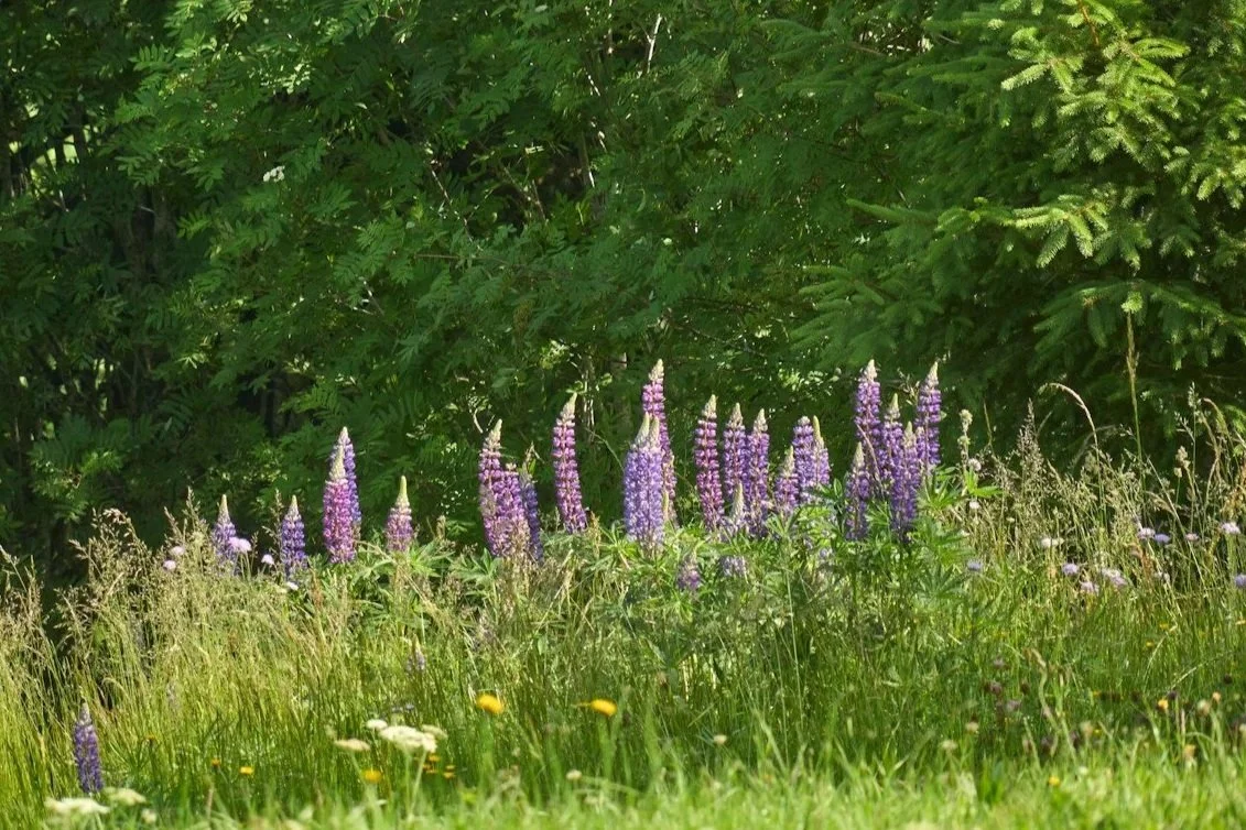 wild lupines in a field - natural burial concept