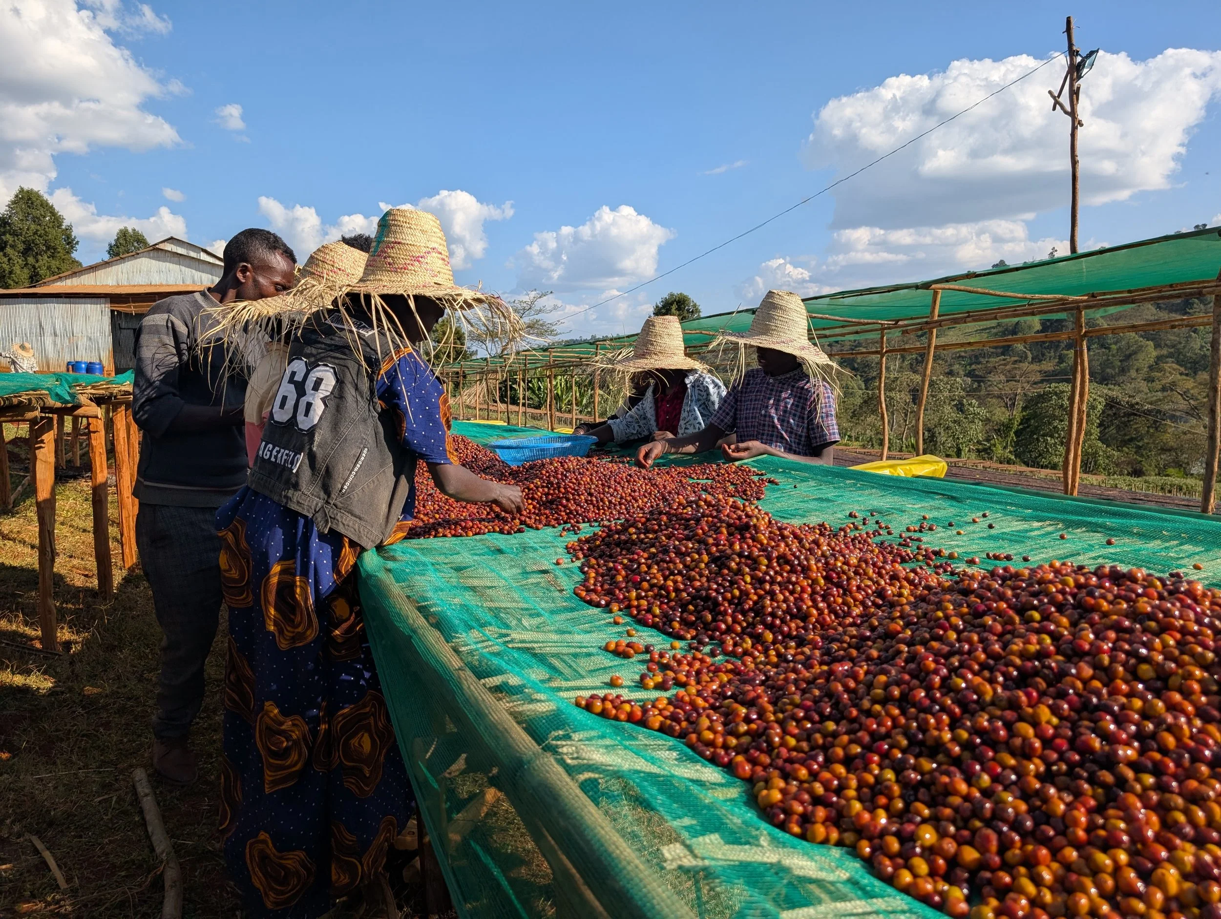 Bellwether’s Marketplace Coffee Spotlight: Ethiopia Guji Megadu