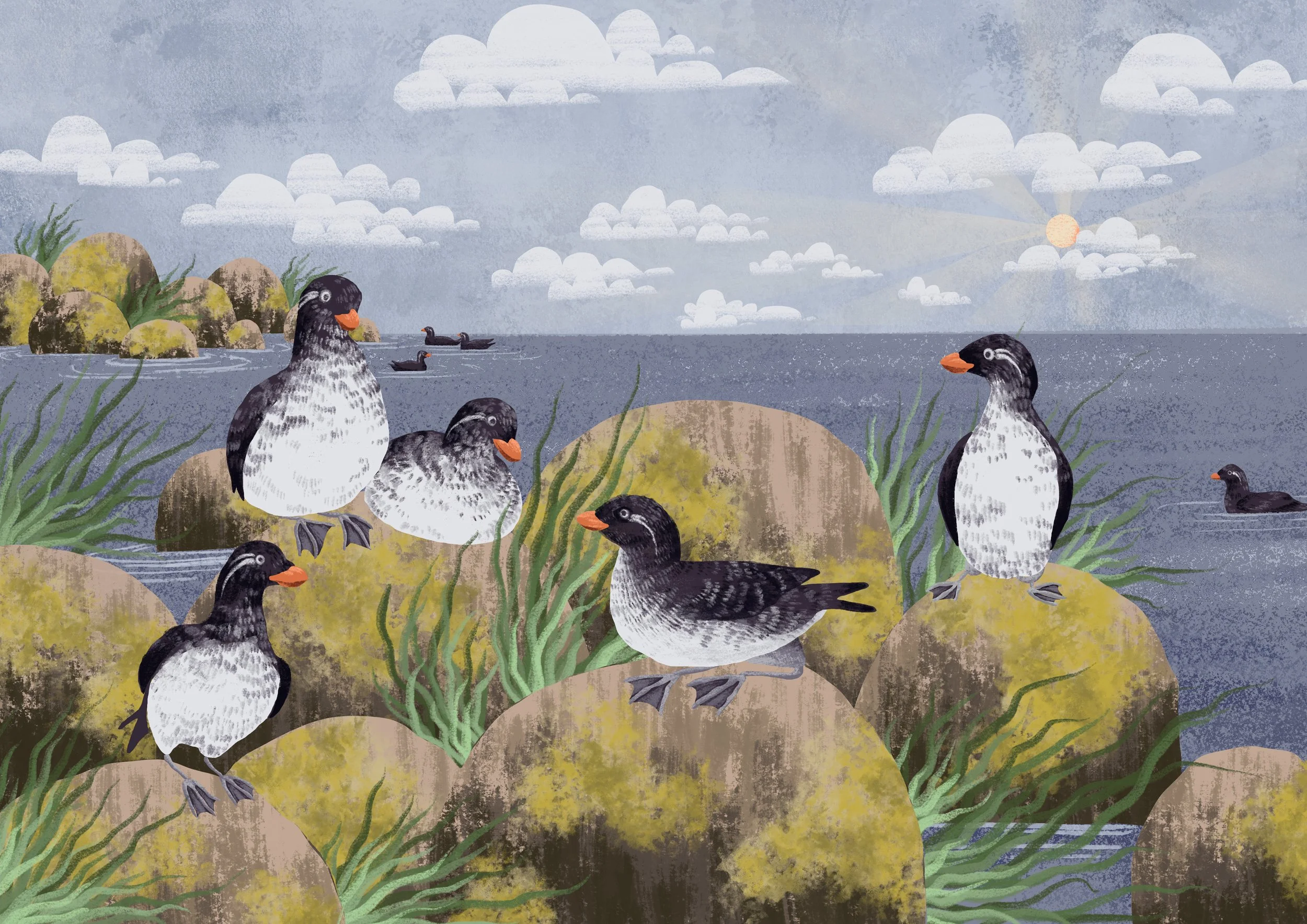 Parakeet_Auklet copy.jpg