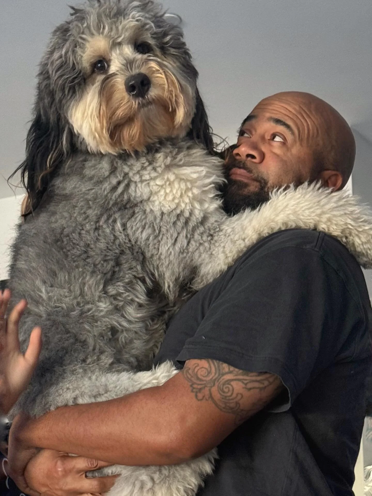 Which one is better? 🤣 I can&rsquo;t decide

Real life teddy bear ❤️❤️❤️

Colorado Bernedoodle puppies family dogs health tested Bernedoodle breeder