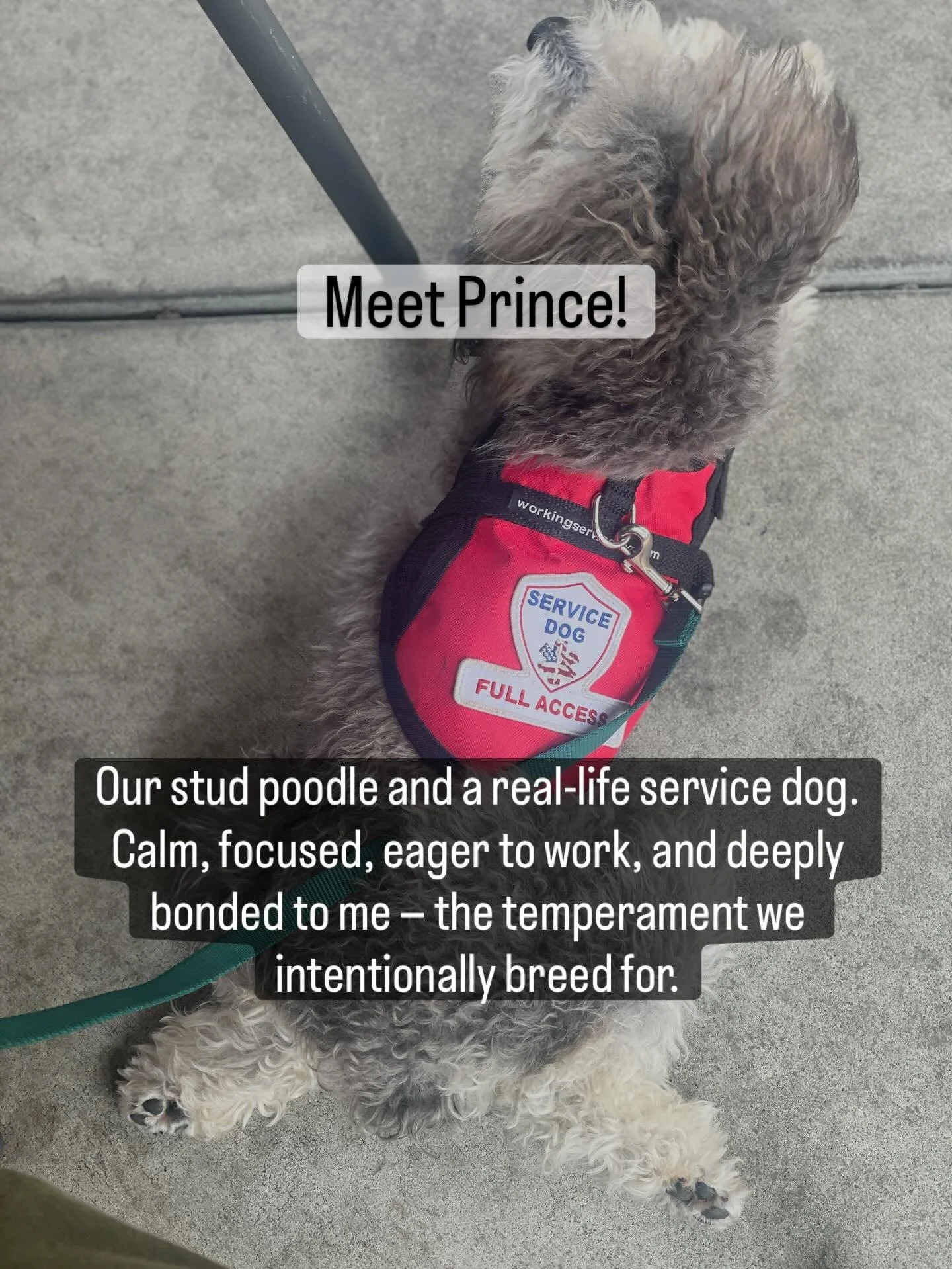 ➡️Scroll to see many of our past pups who are now service dogs! 

We carefully breed for health and TEMPERAMENT, and it shows! Watching many of our past pups become service dogs. We do temperament testing at 6 weeks before puppy selection to help det