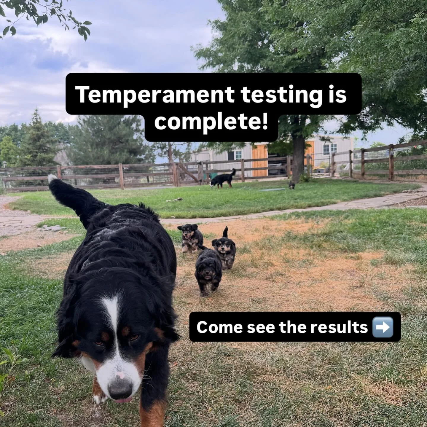 Temperament testing is always a fun day on the ranch. They all have such amazing personalities that are great for family settings with kids, as service dogs, or for an individual looking for a Velcro dog for life. 

#bernedoodle #minibernedoodle