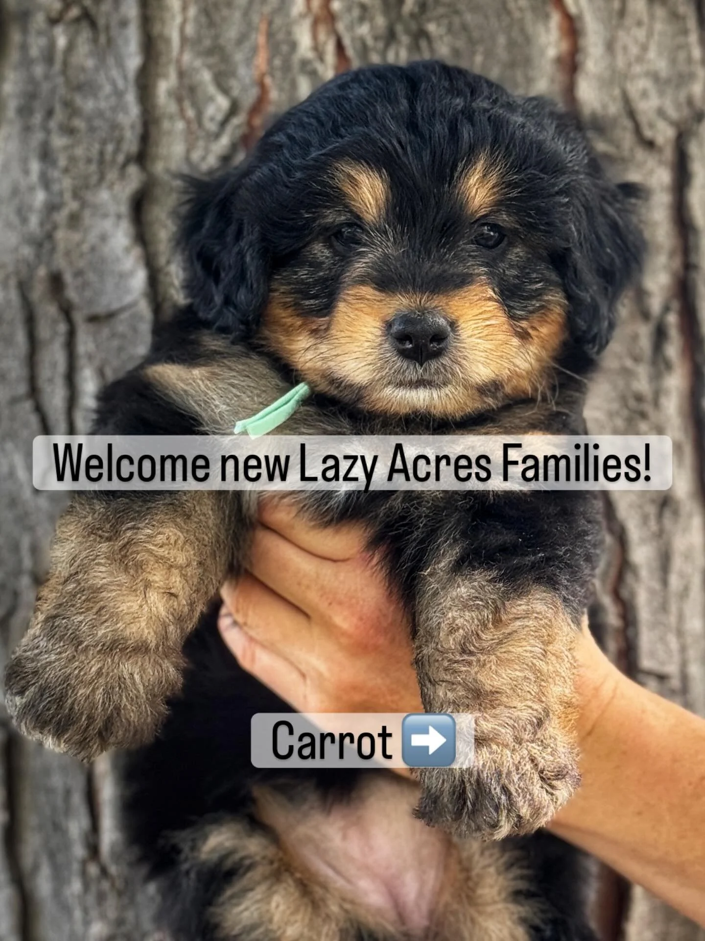 So excited to welcome our new Lazy Acres Families! Puppy take home is definitely a bittersweet time for me because it&rsquo;s sad to see them go, but also it makes me happy to see them go to such amazing families! 

#minibernedoodle #bernedoodle #pup
