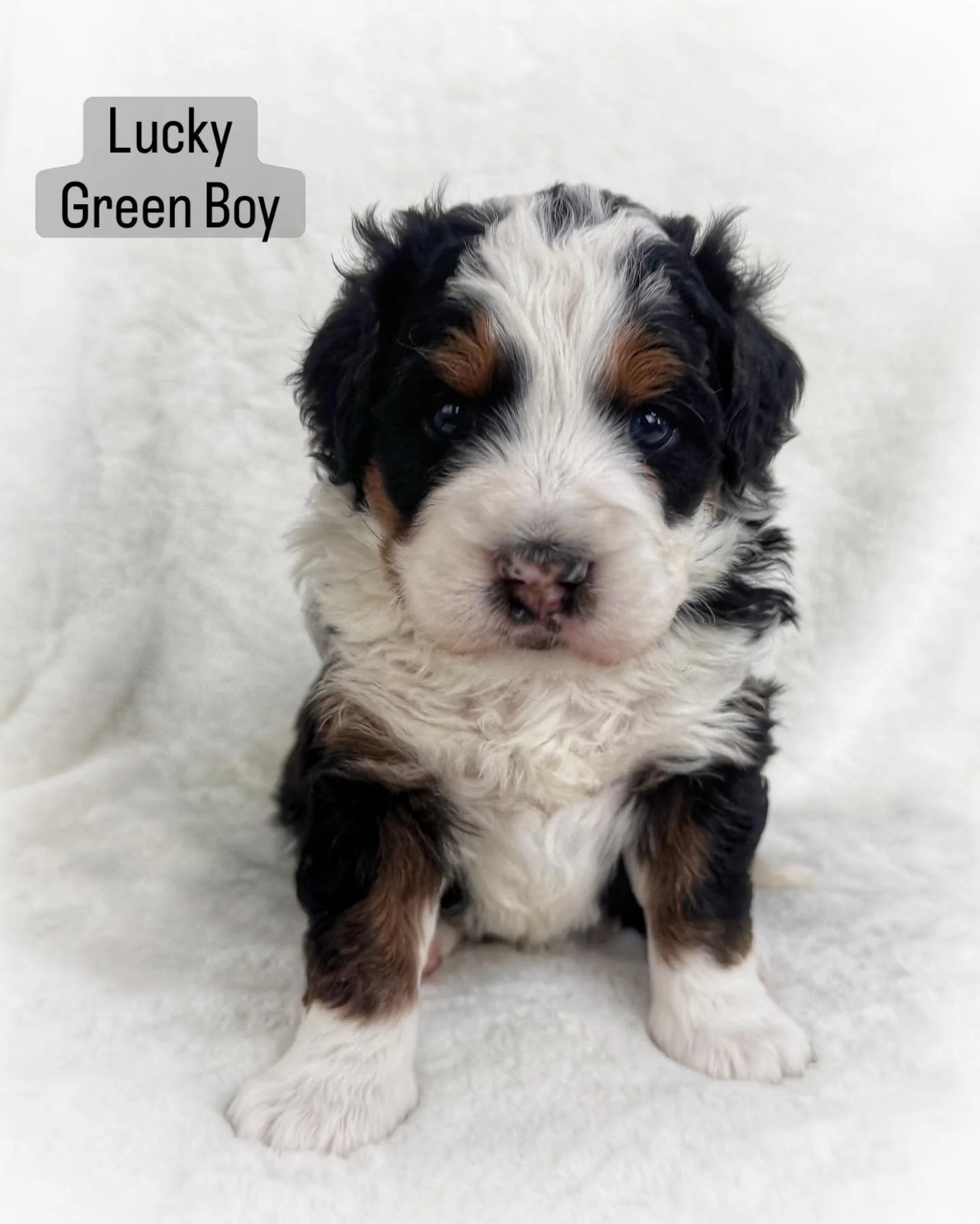 These cuties turned 3 weeks old!

#minibernedoodle #puppies #colorado
