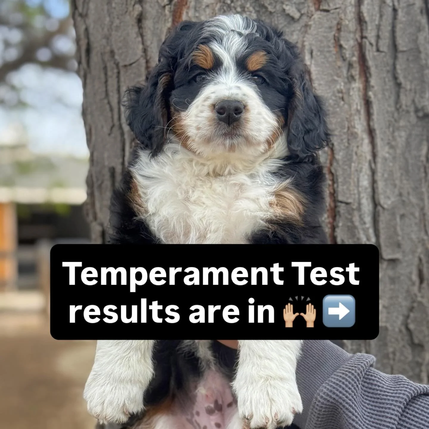 Our litter of F1 mini Bernedoodles tested beautifully on our temperament test this week. All are considered bombproof and perfect candidates for families. And two even tested perfectly to be service dogs! Go Lazy Acres Pups!

#temperament #miniberned