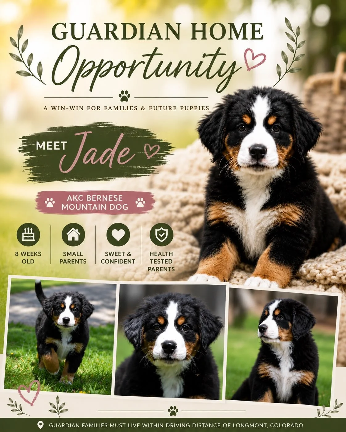 Looking for Jade&rsquo;s forever family❤️🐾

Our guardian home program places a well-bred puppy in a loving forever family home at no cost. In return, she comes back to our ranch about once a year to have and raise her puppies. Many guardian families