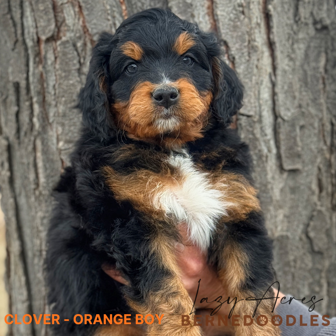 CLOVER ORANGE BOY.png