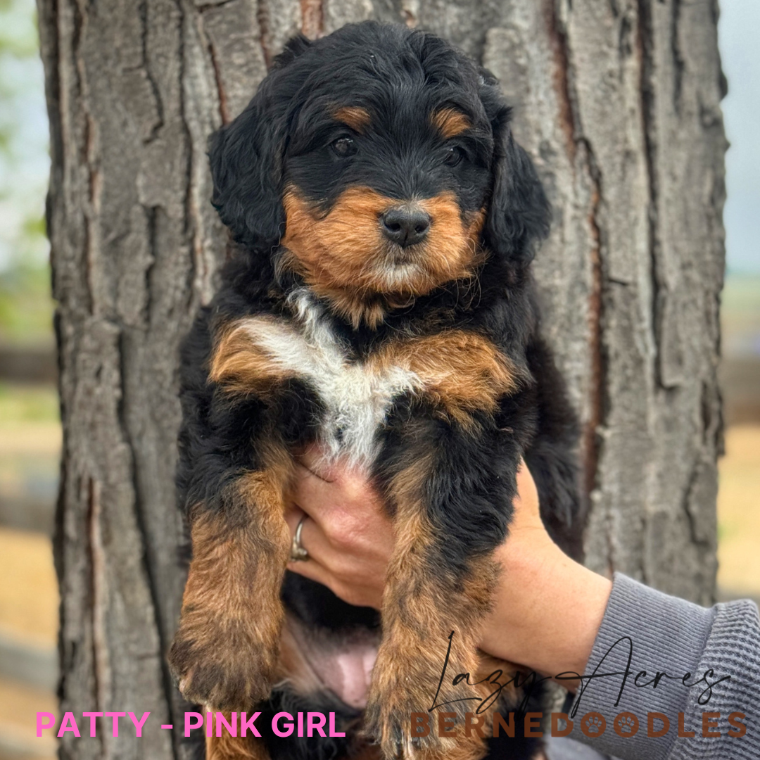 PATTY PINK GIRL.png