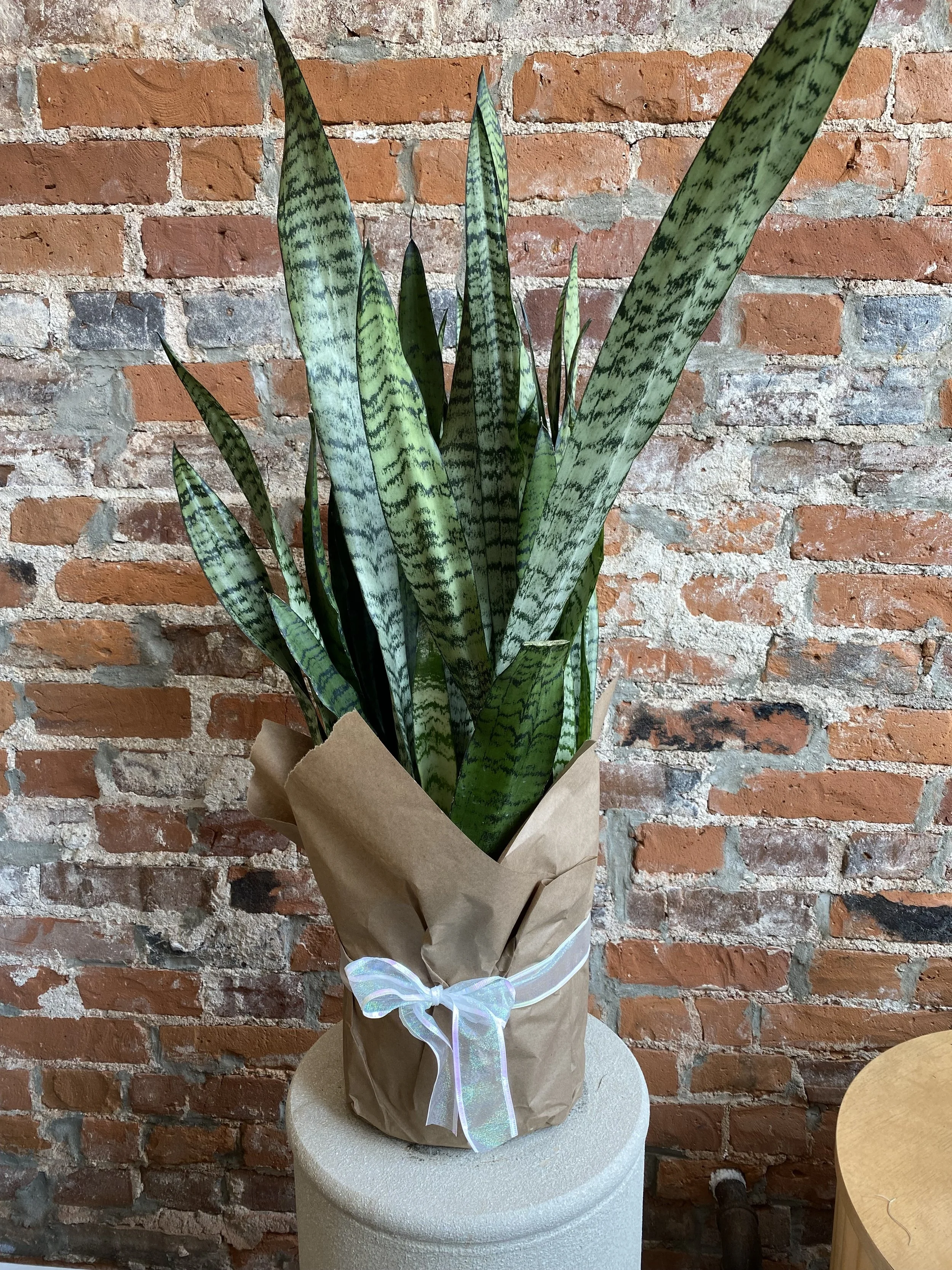 Snake Plant | Sansevieria Houseplant