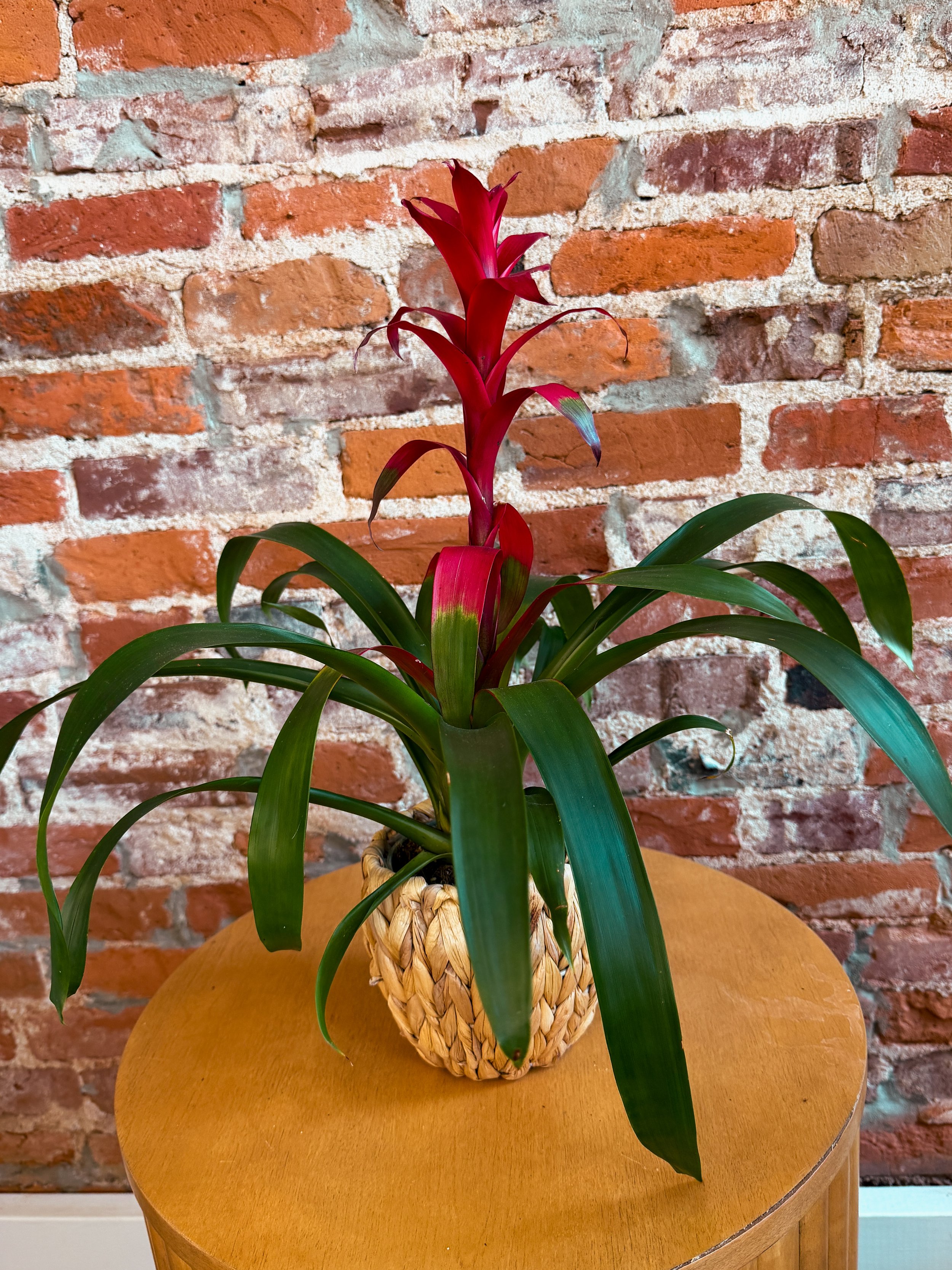 Bromeliad (Guzmania Bromeliad)
