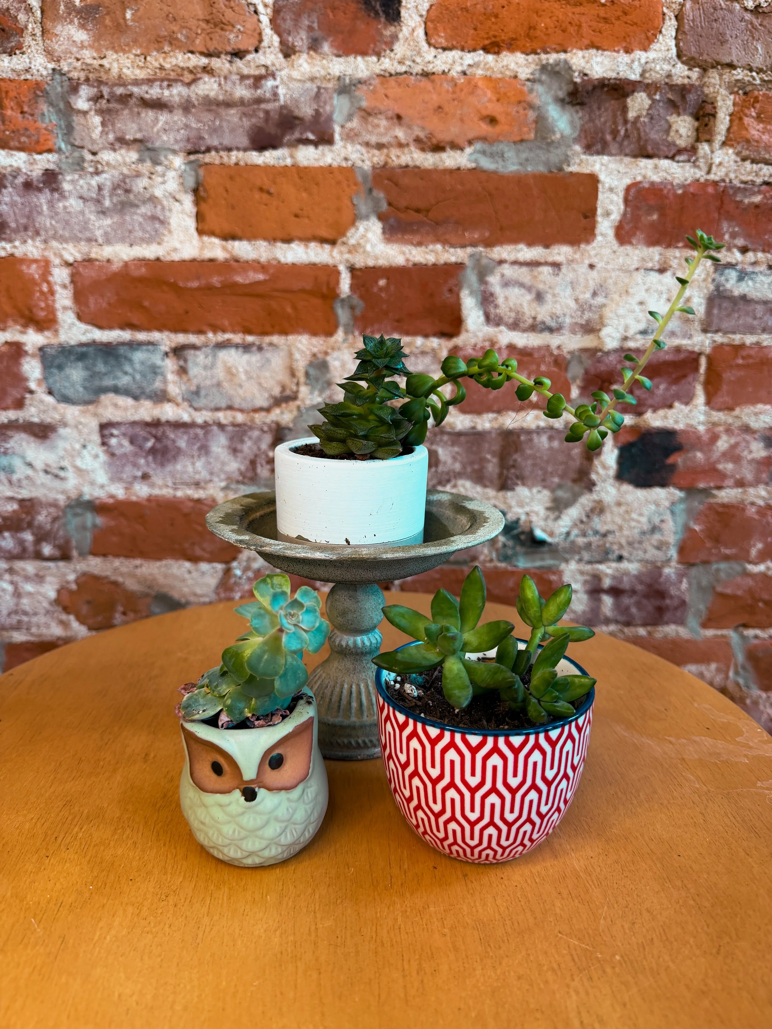 Succulents (Sedum Adolphii)
