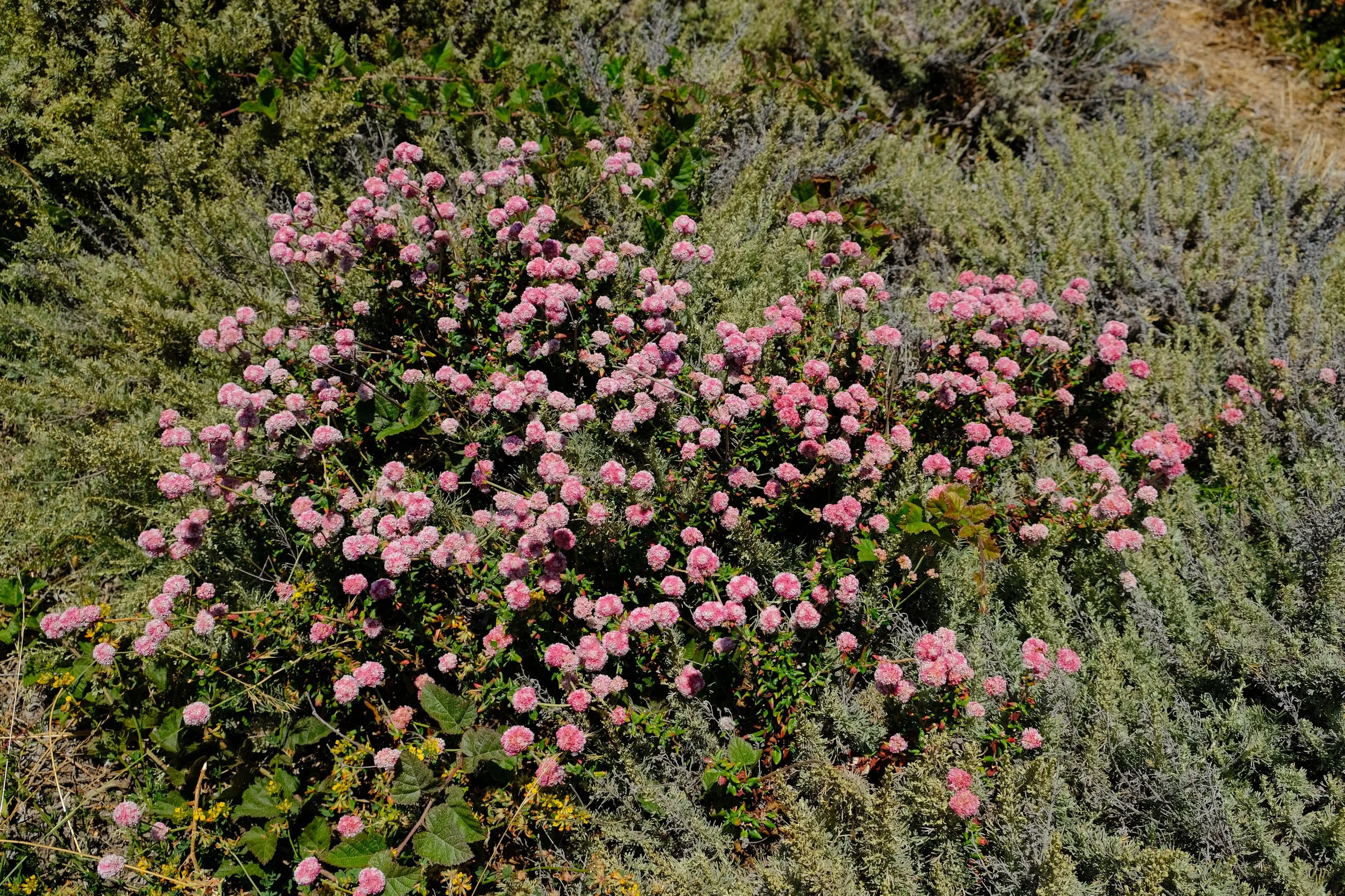 DSCF8587-2.jpg