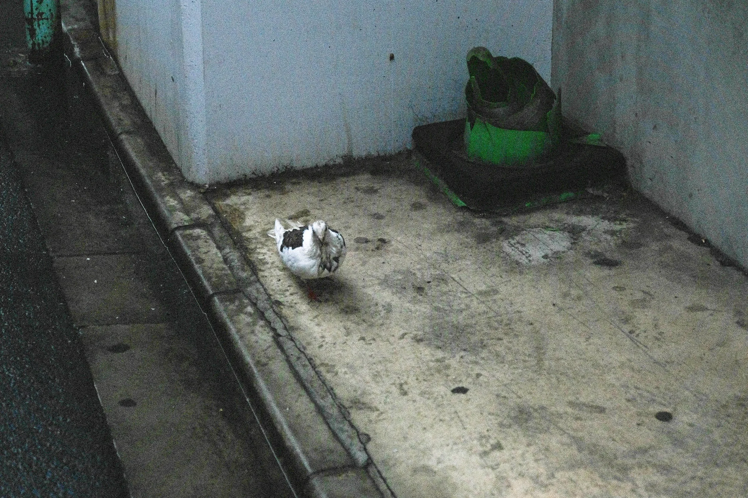 DSCF6673.jpg