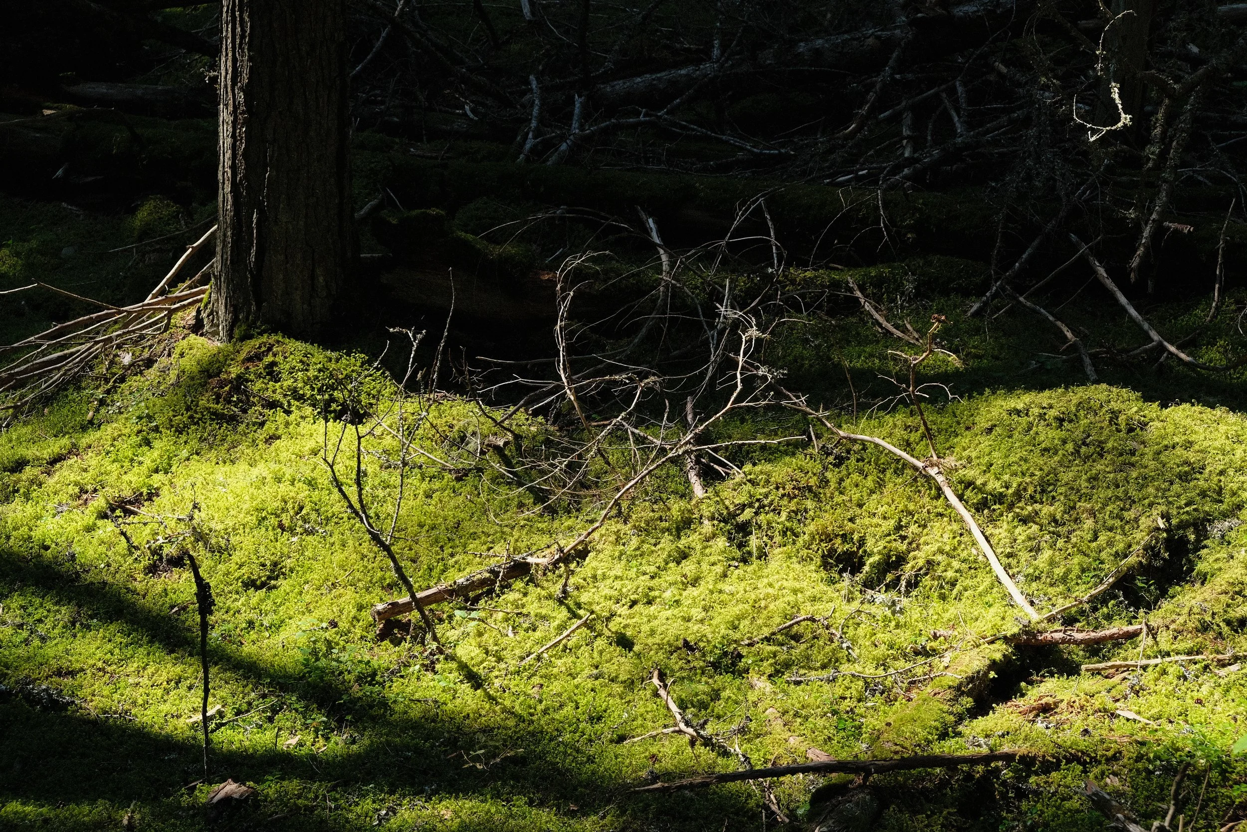 DSCF2806.jpg