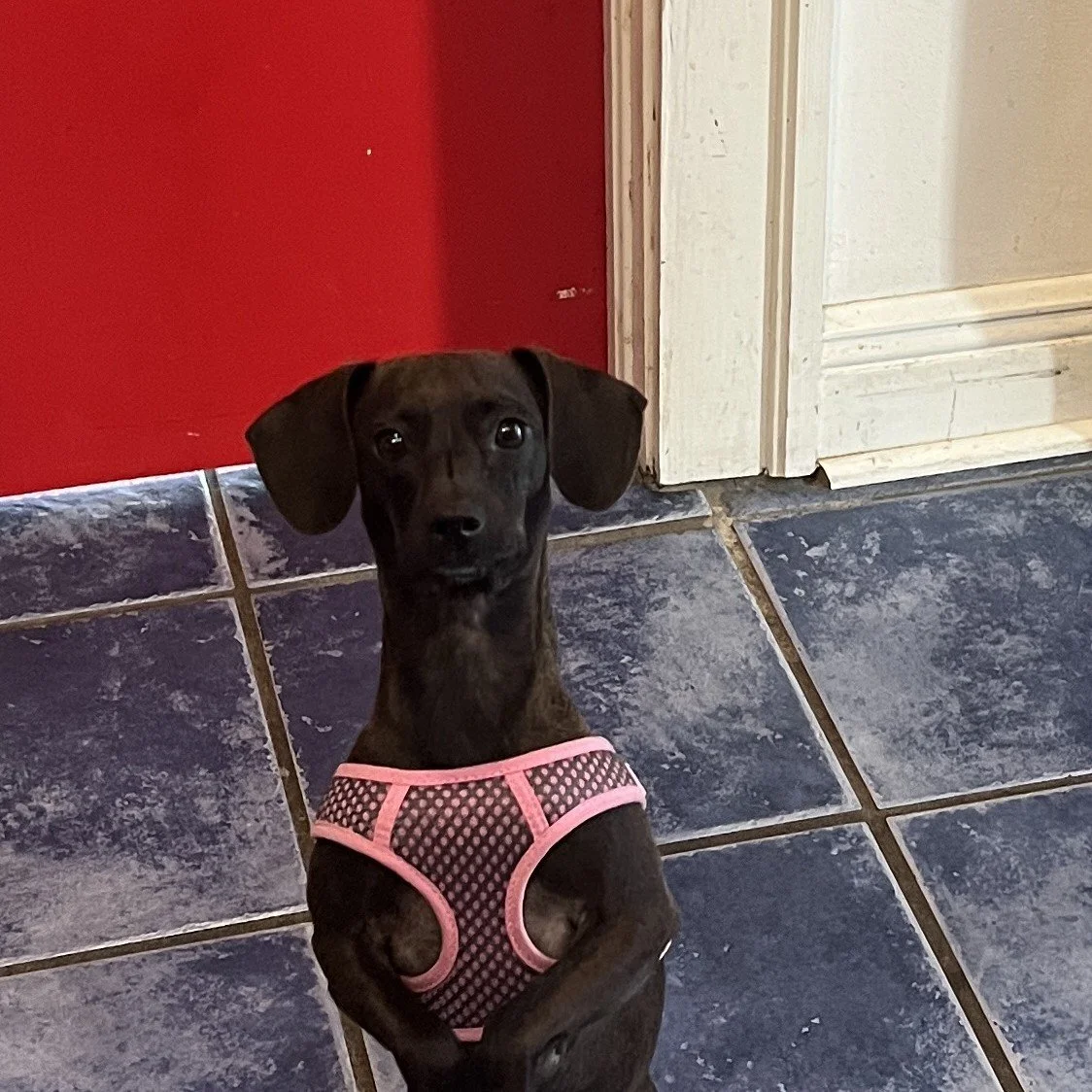 Dog.JPG