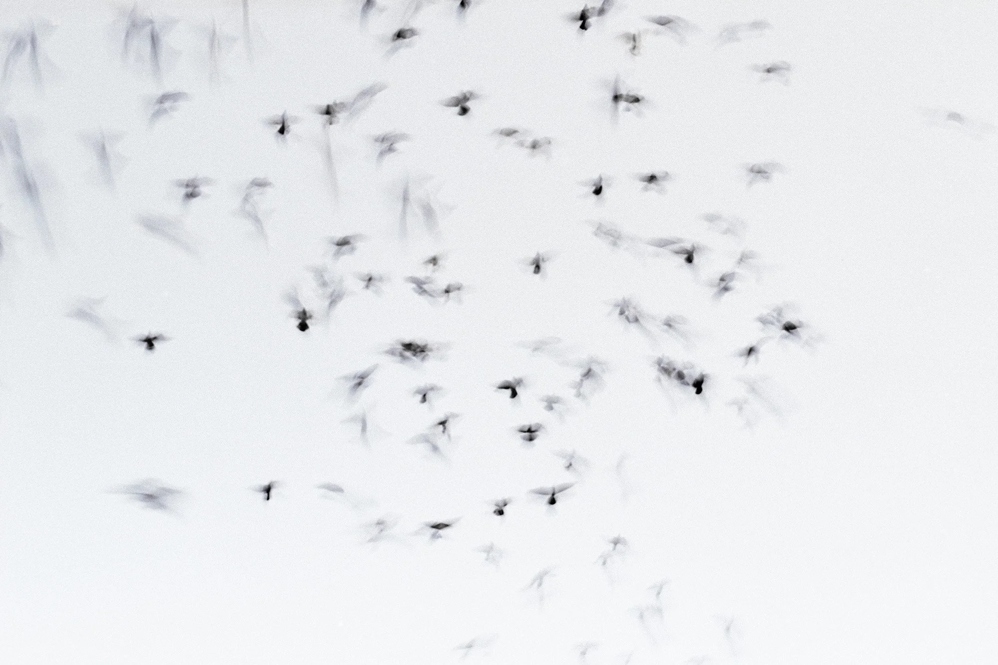 PHOT 300_Birds_WEB.jpg