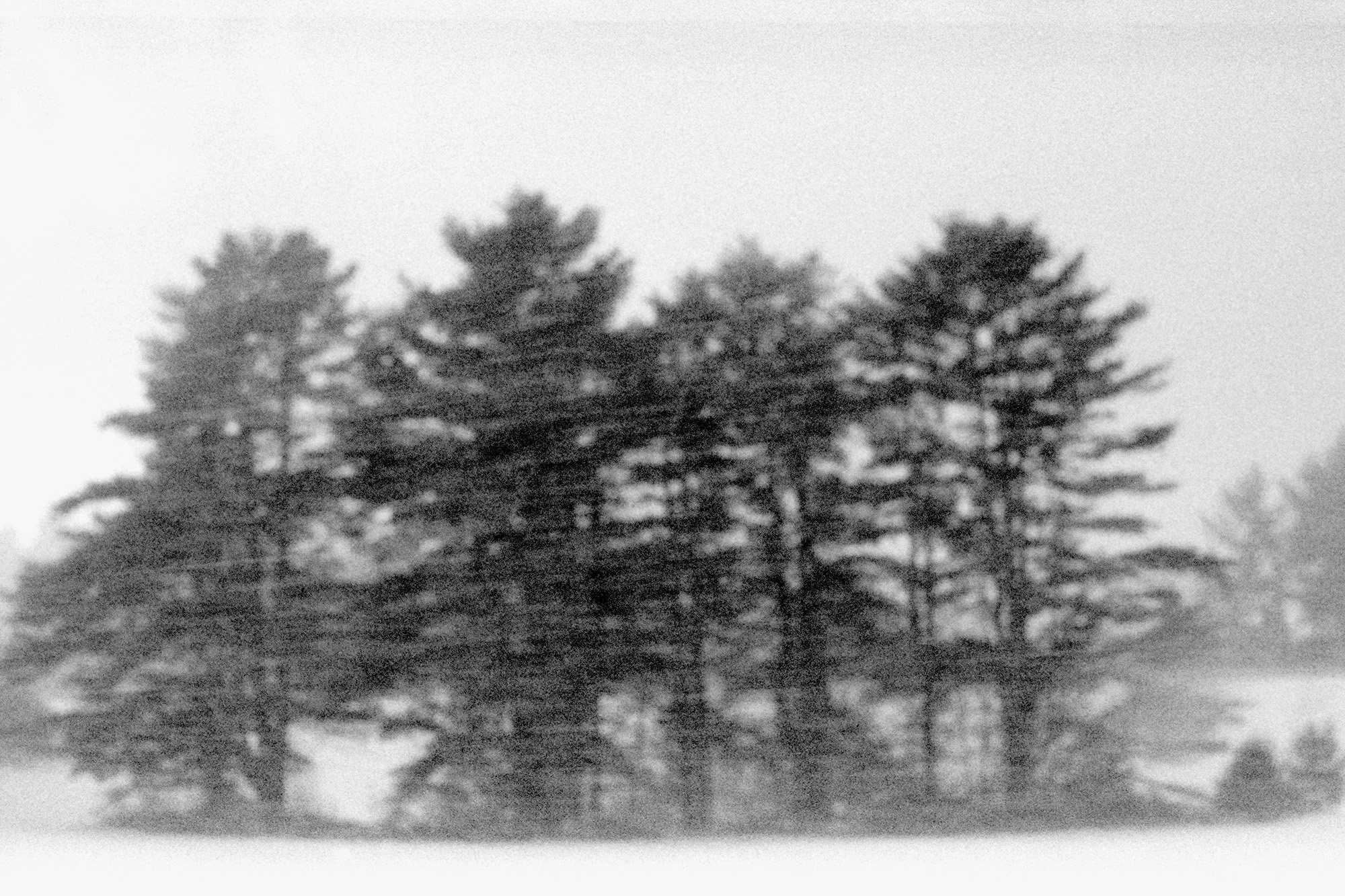 PHOT 300_Trees & Wind.jpg