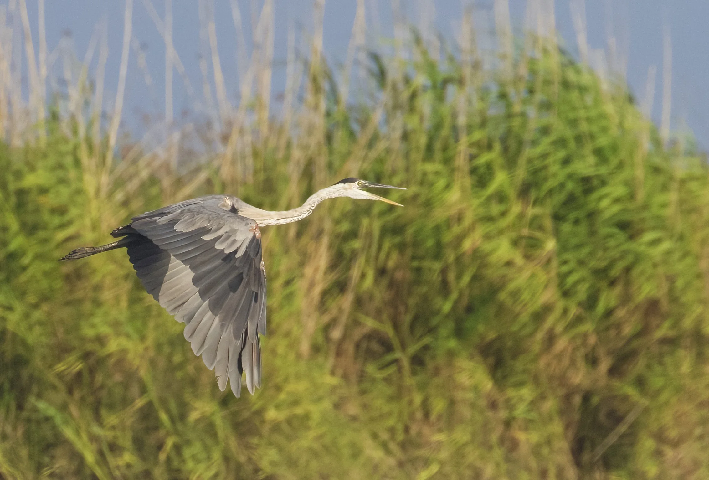 MARSH Flying bird.jpeg