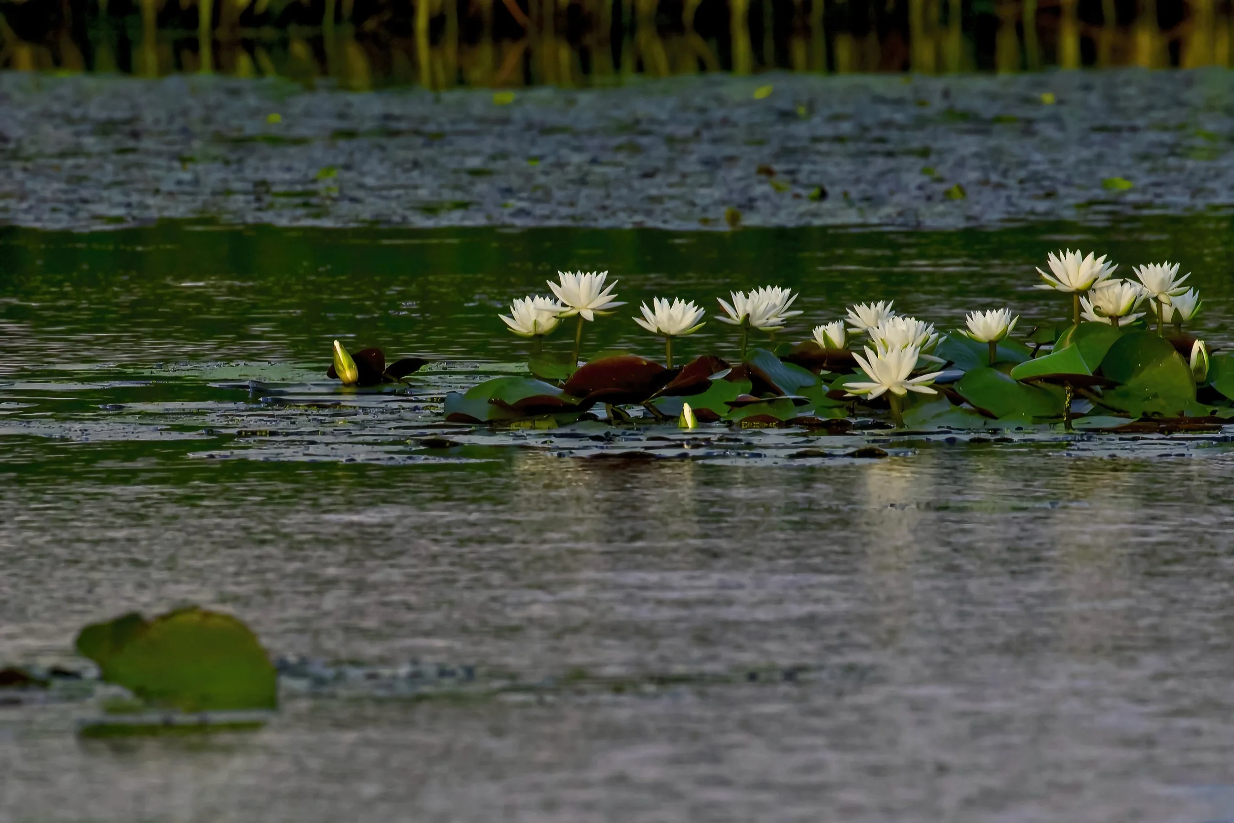 MARSH Lilies.jpeg