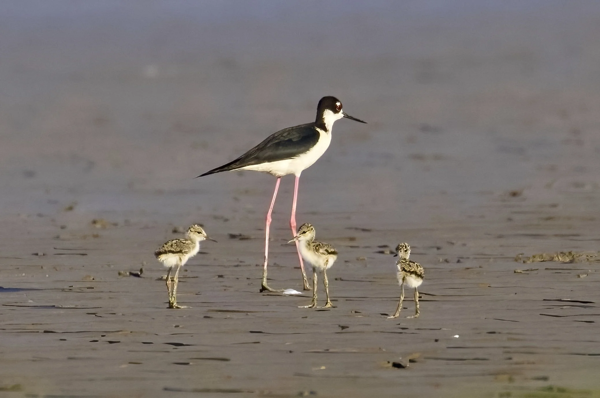 MARSH Mom and Chicks.jpeg