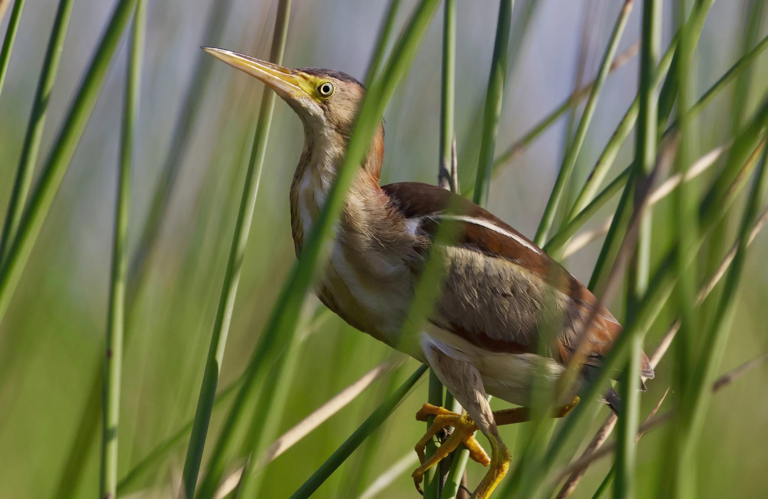 MARSH Bird in Grass.jpeg