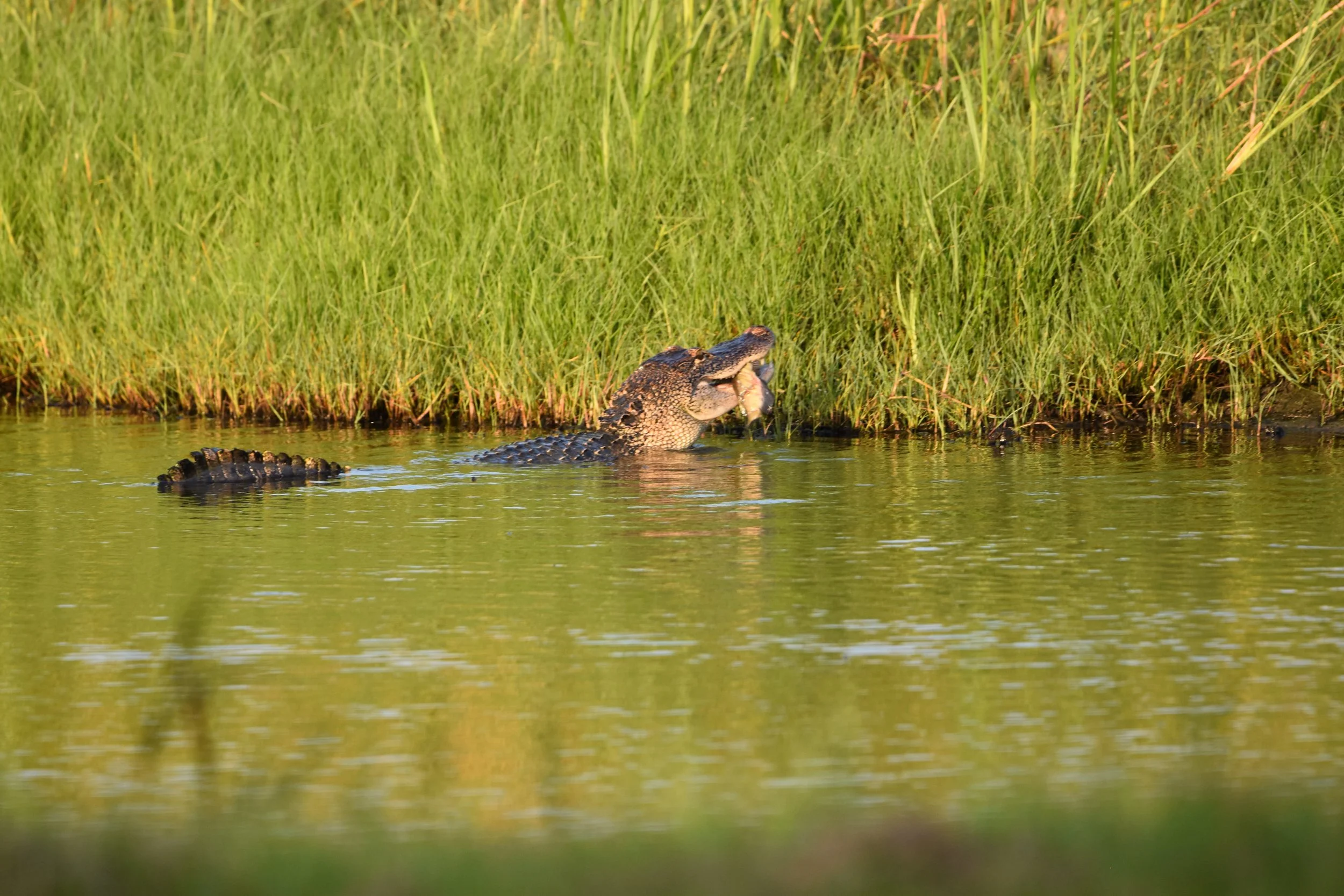 MARSH Gator with FishJPG.JPG