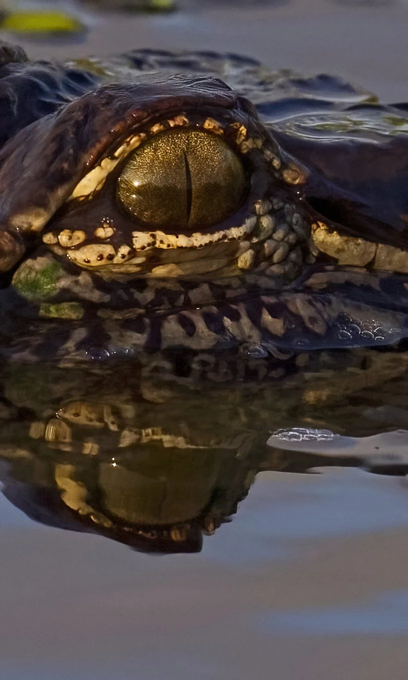 MARSH Alligator Eye.jpeg