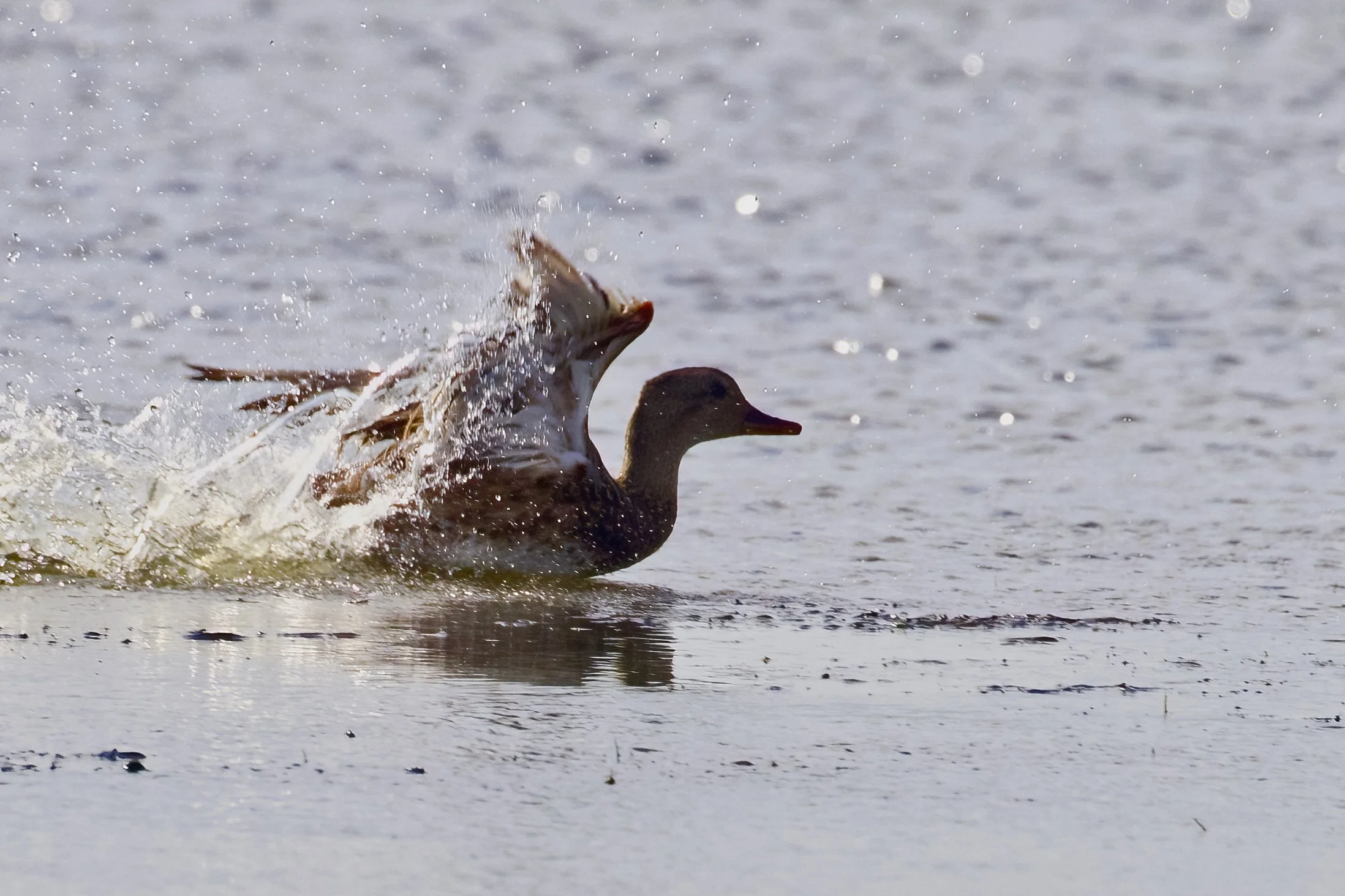 MARSH Duck Swim.jpeg