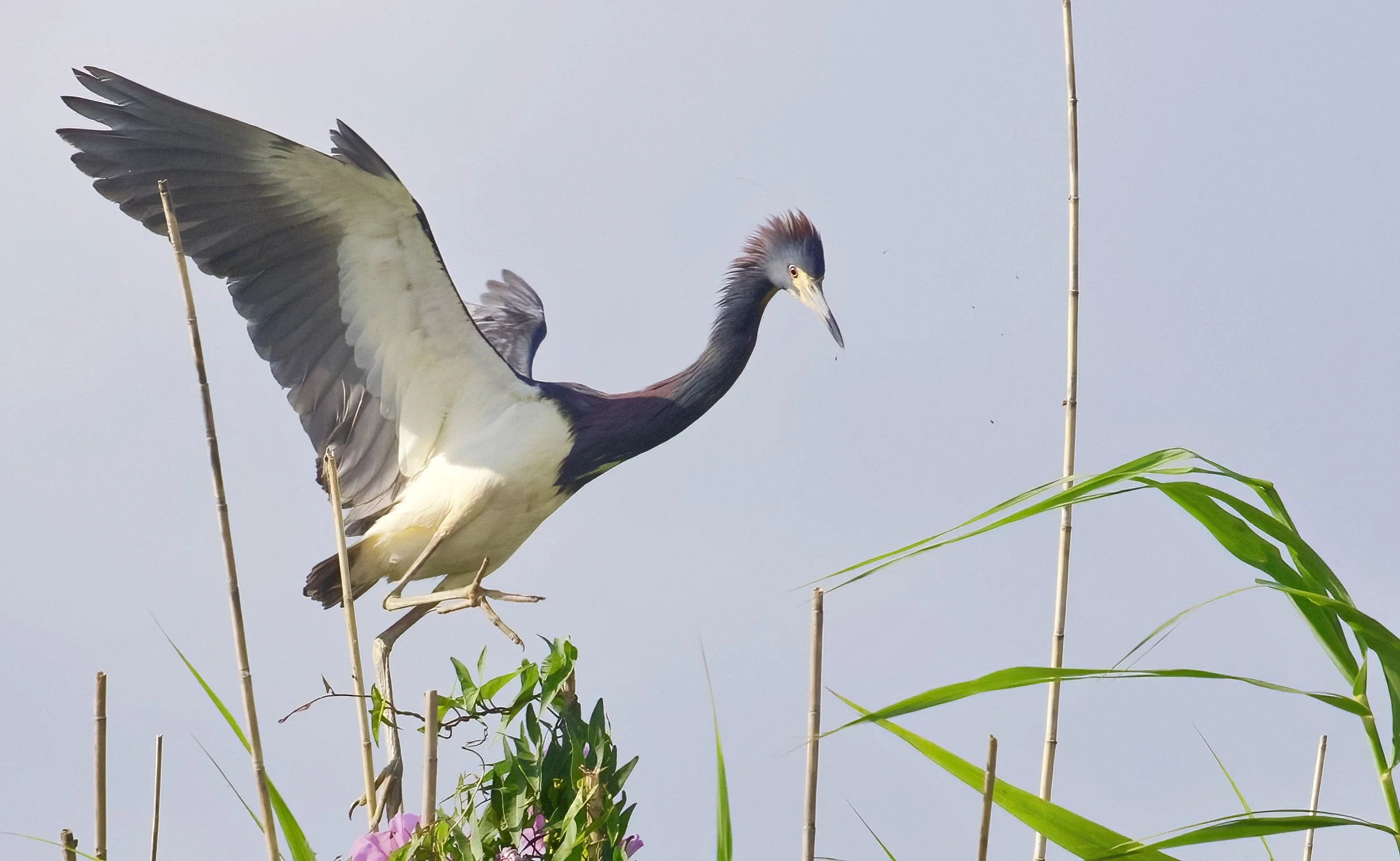 MARSH Flying Bird 2.jpeg