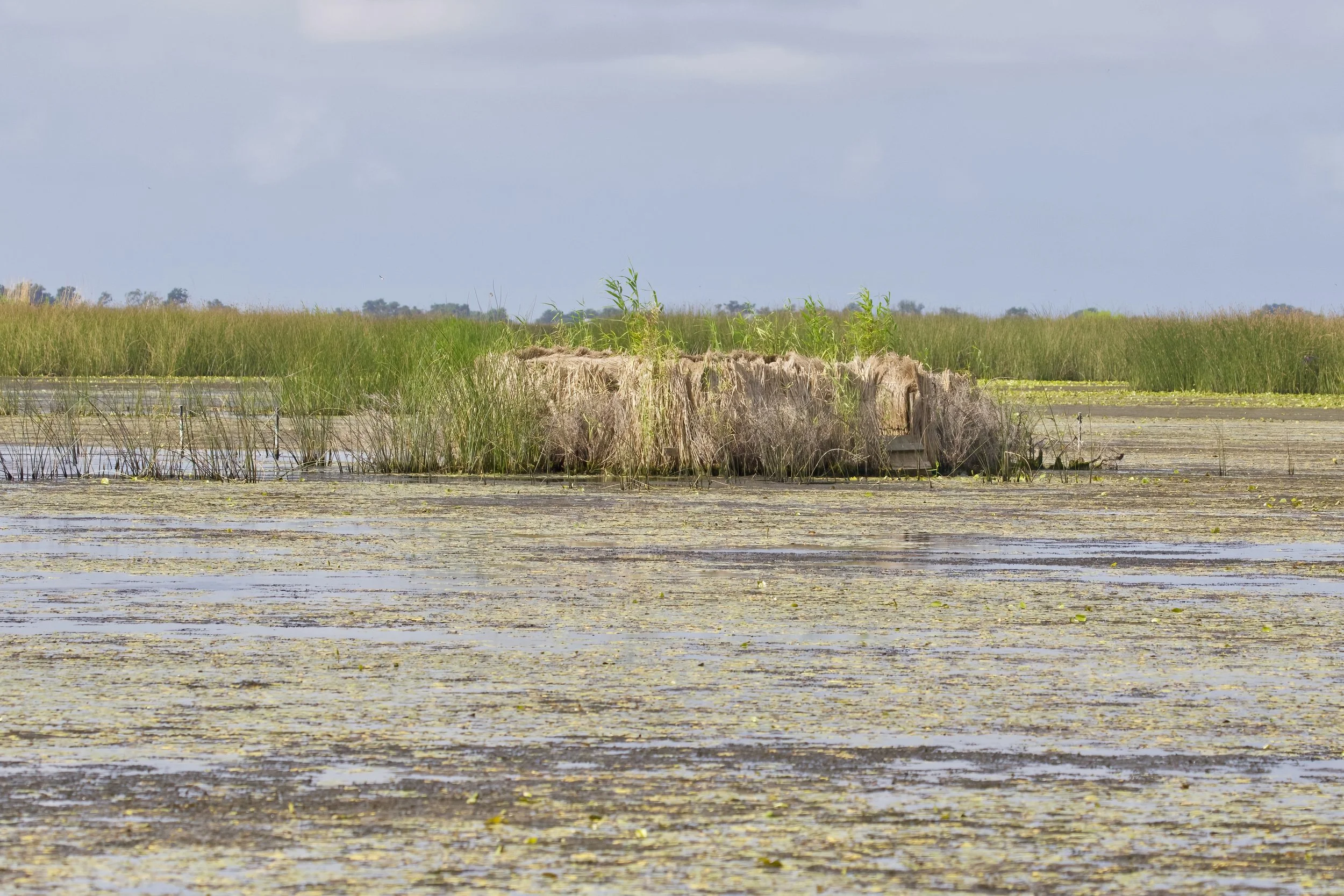 MARSH Duck Blind.jpeg