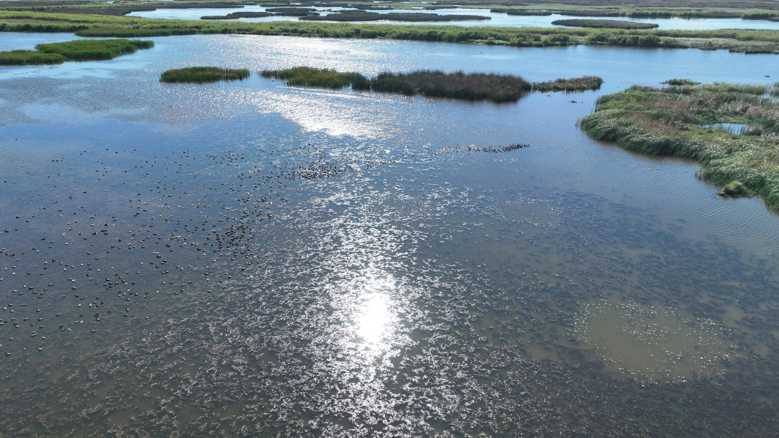 CM Waterfowl.jpg