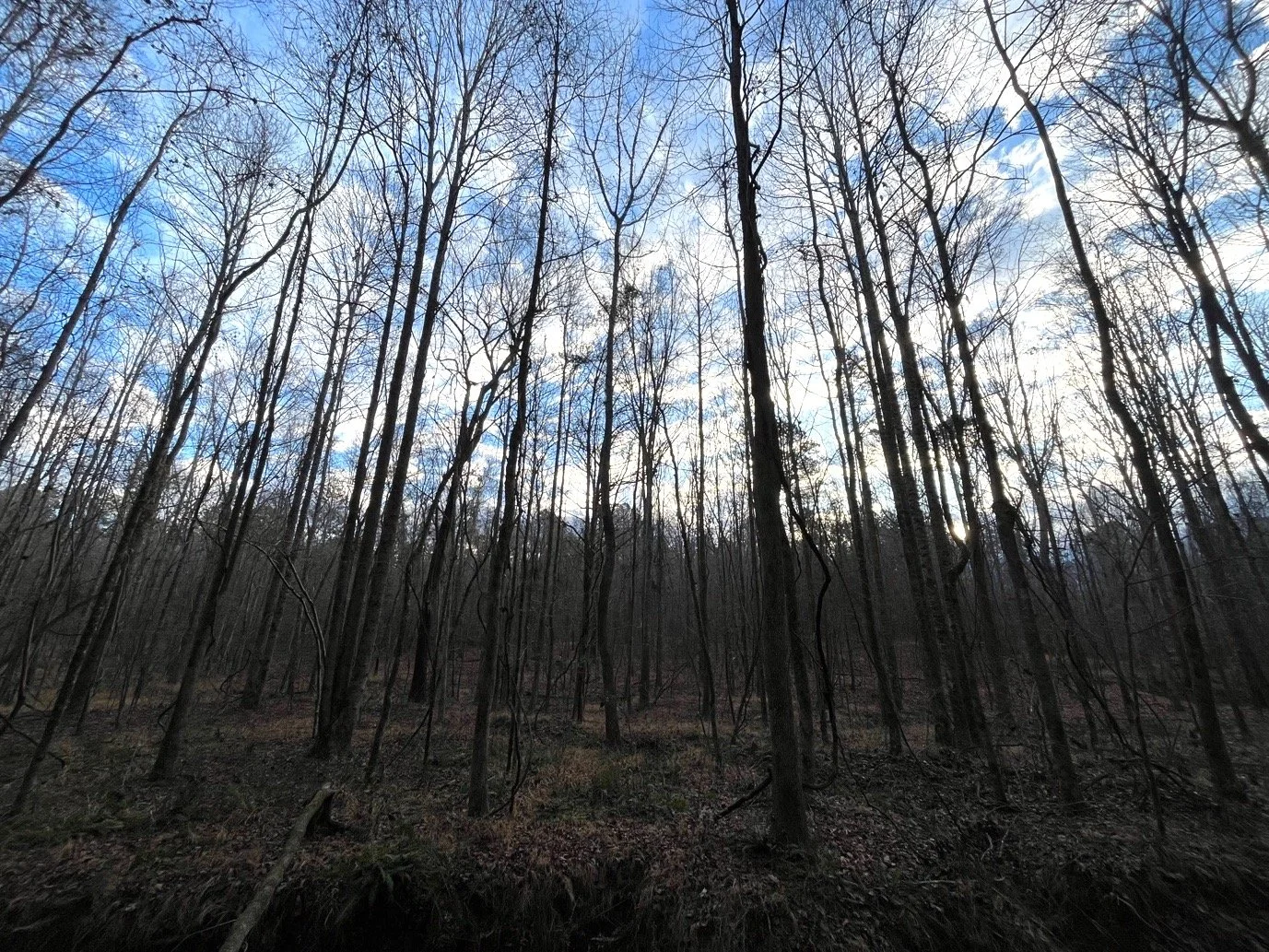 139.65 Webster Brochure_Page_04_Image_0001.jpg