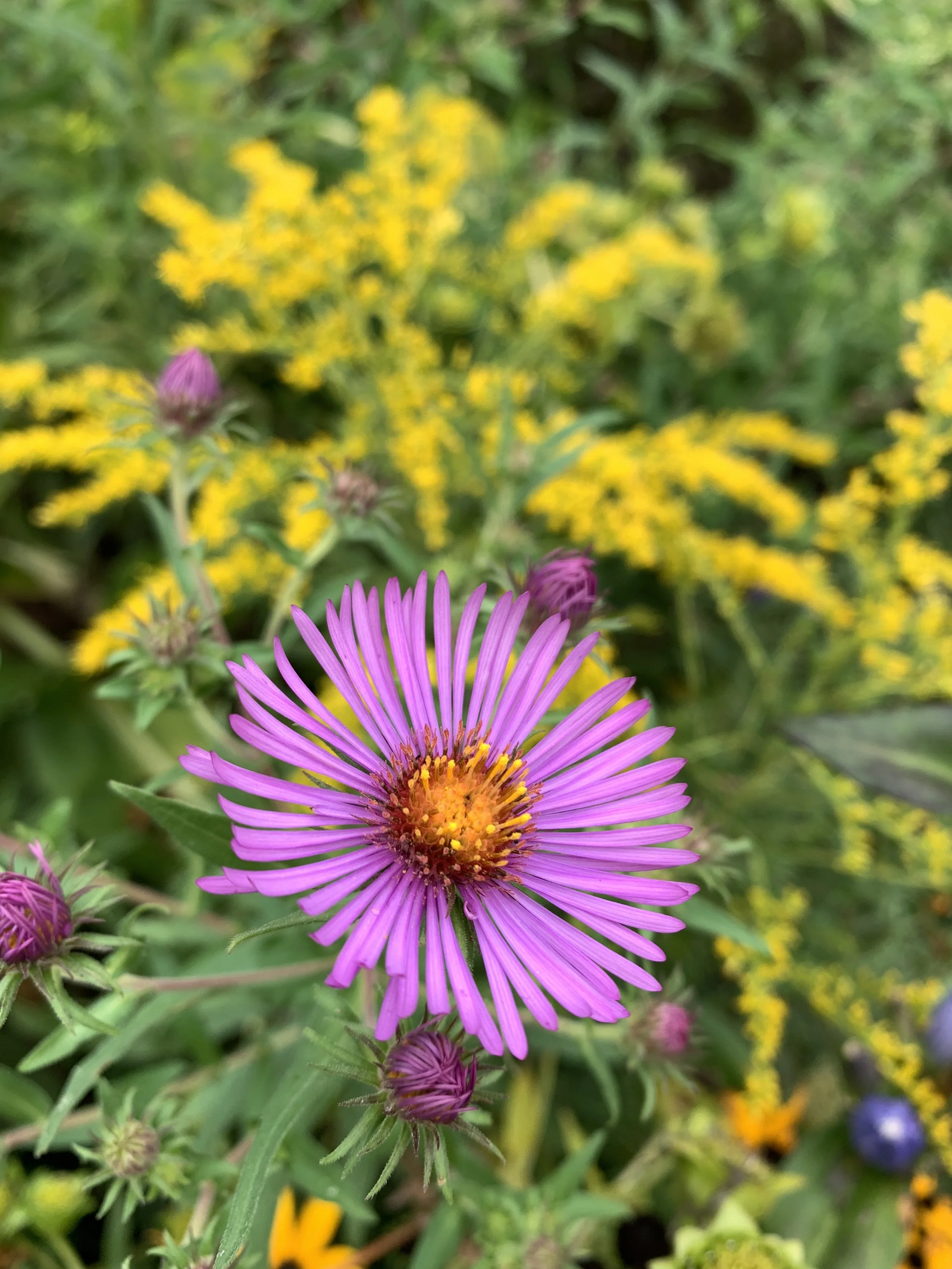 New England Aster Plug $3.50