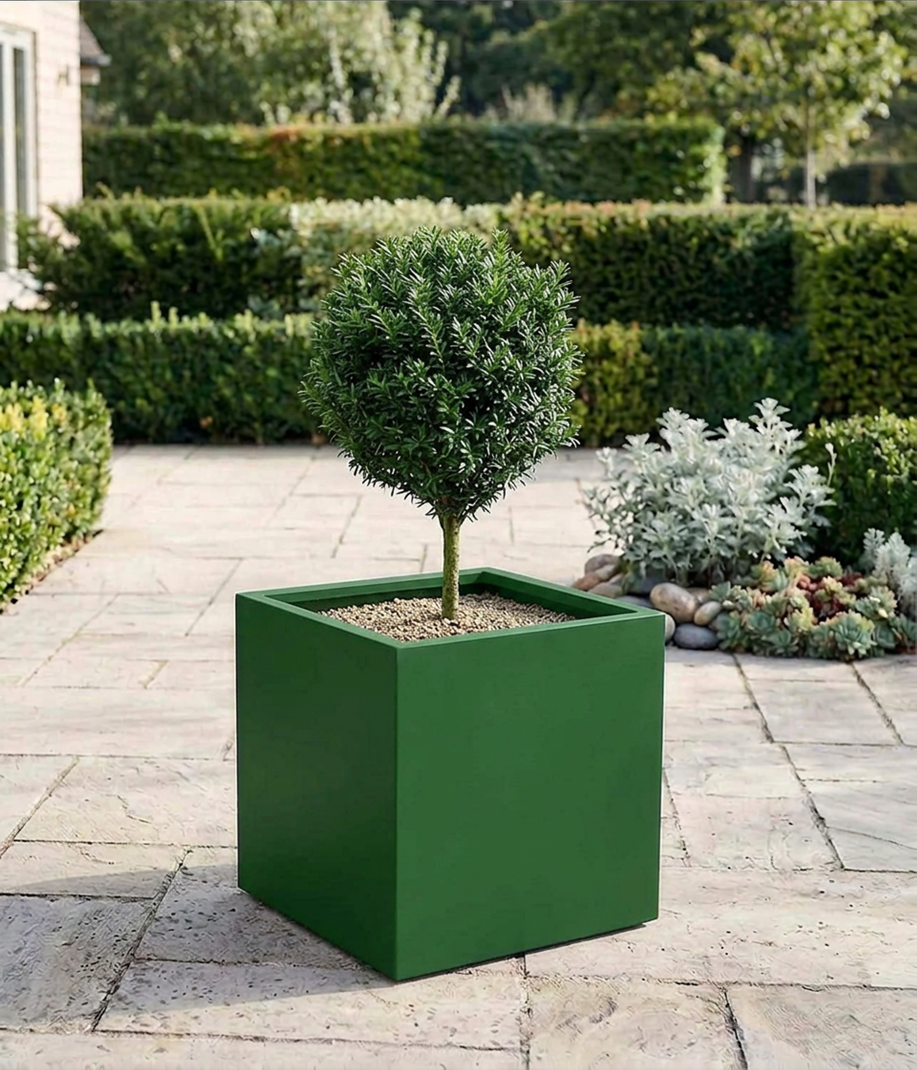 50cm green cube planted with olive tree.png