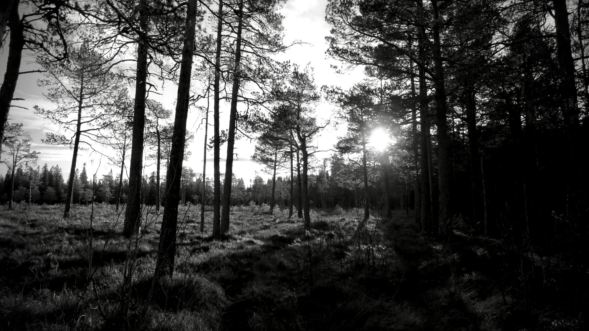 Svarthvitt bilder av skog med lav sol.