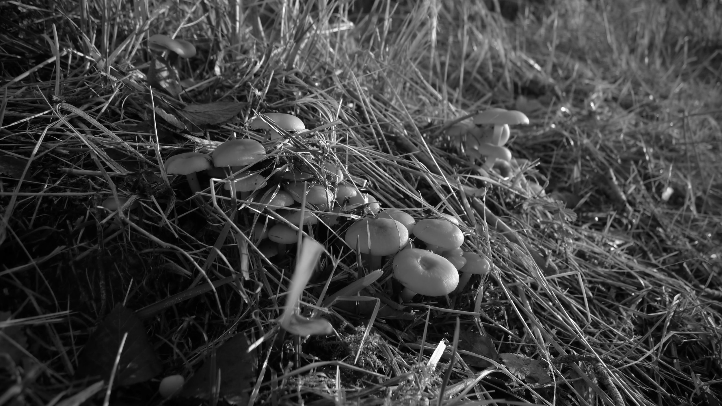 Svarthvittbilde av sopp i skogen.