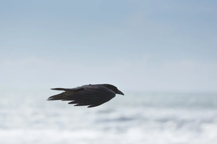 Interesting. Issue 002. August 2019. The birds are watching.