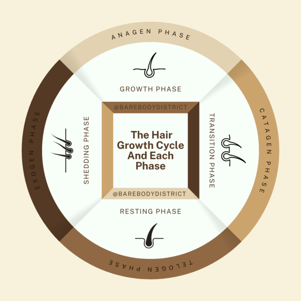 Understanding the Hair Growth Cycle: Exploring Each Phase