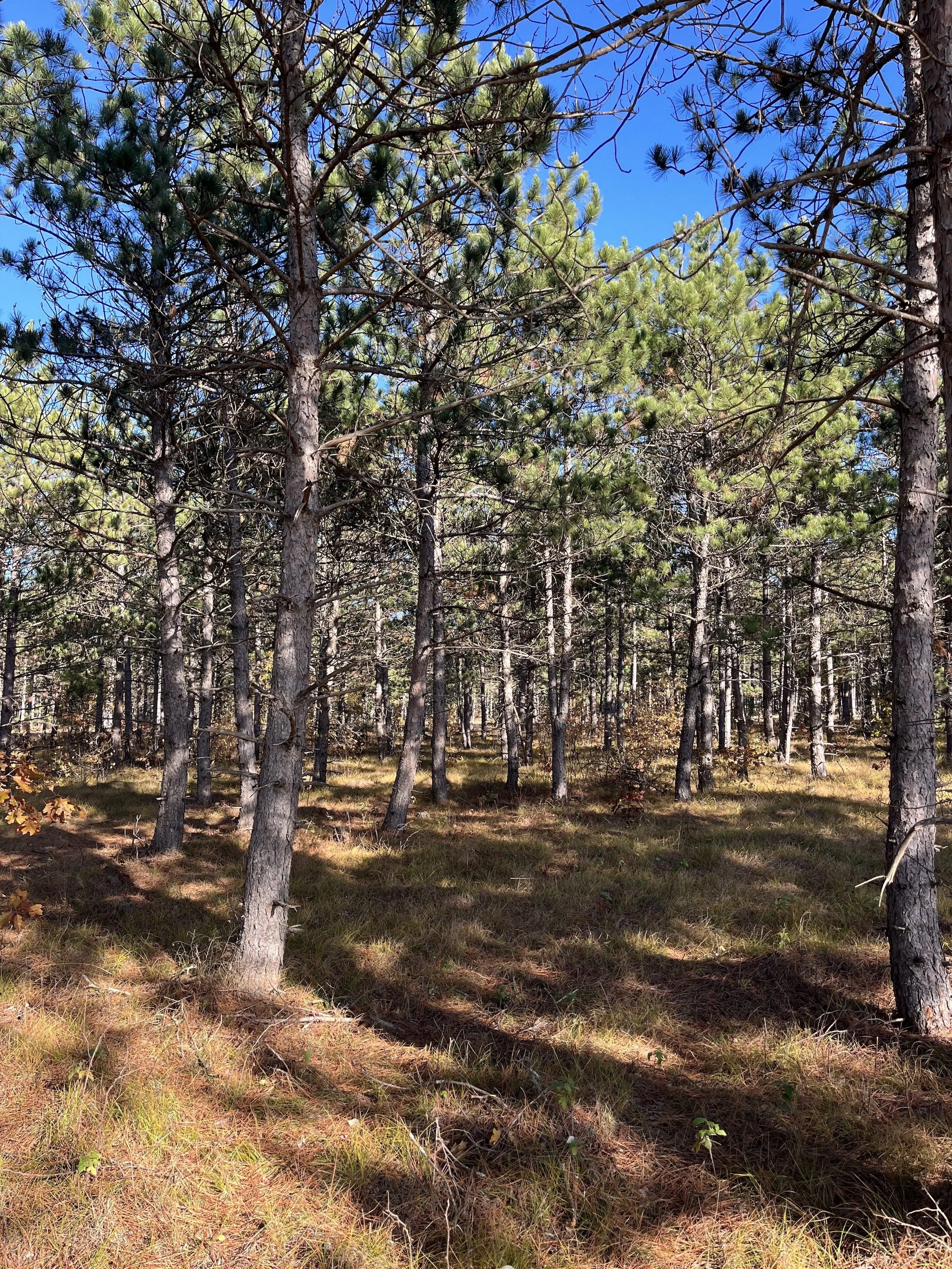 SandValleyRealEstate-Sedge-Village-Homesite-4-2.jpeg