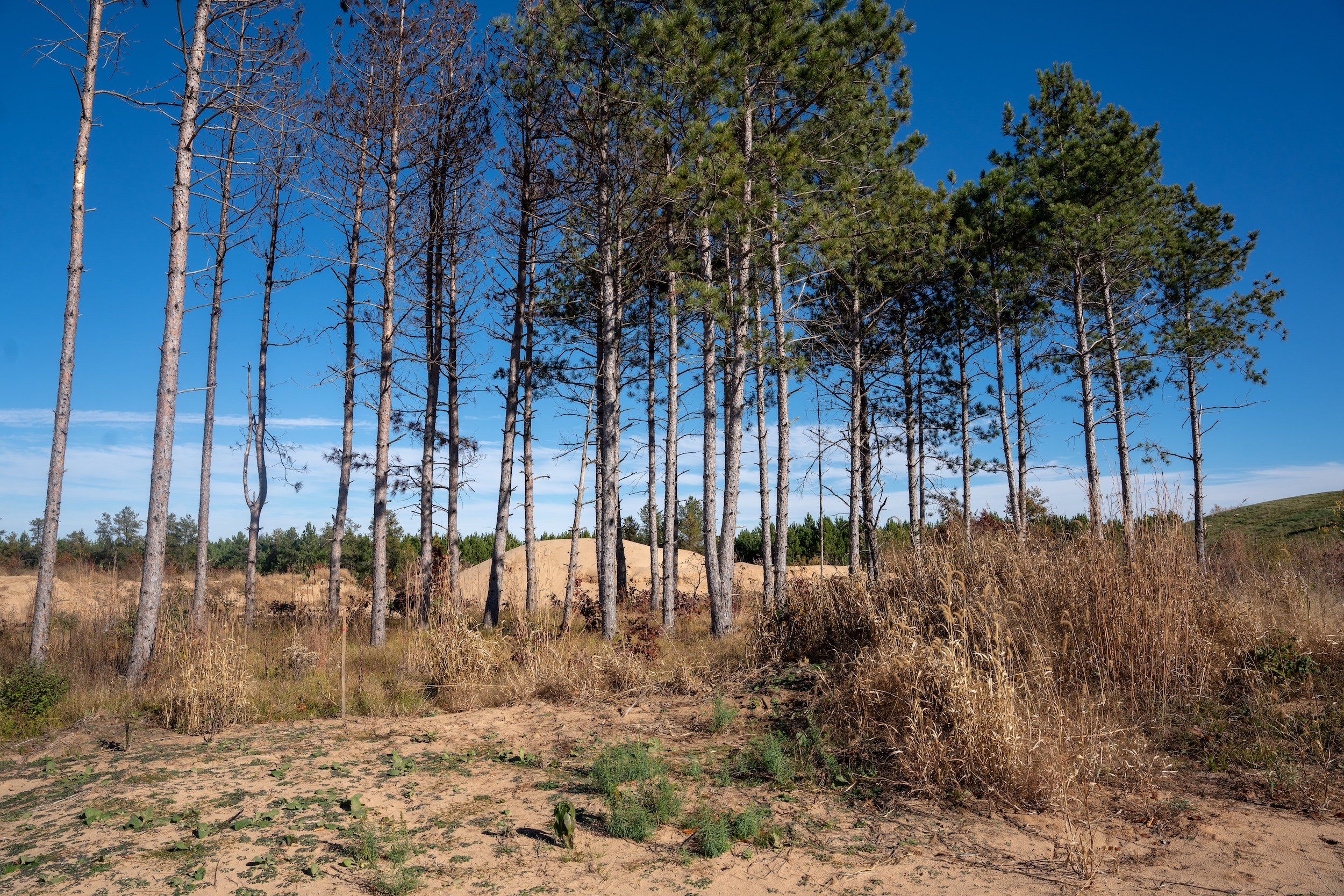 SandValleyRealEstate-Sedge-Village-Homesite-45-1.jpg