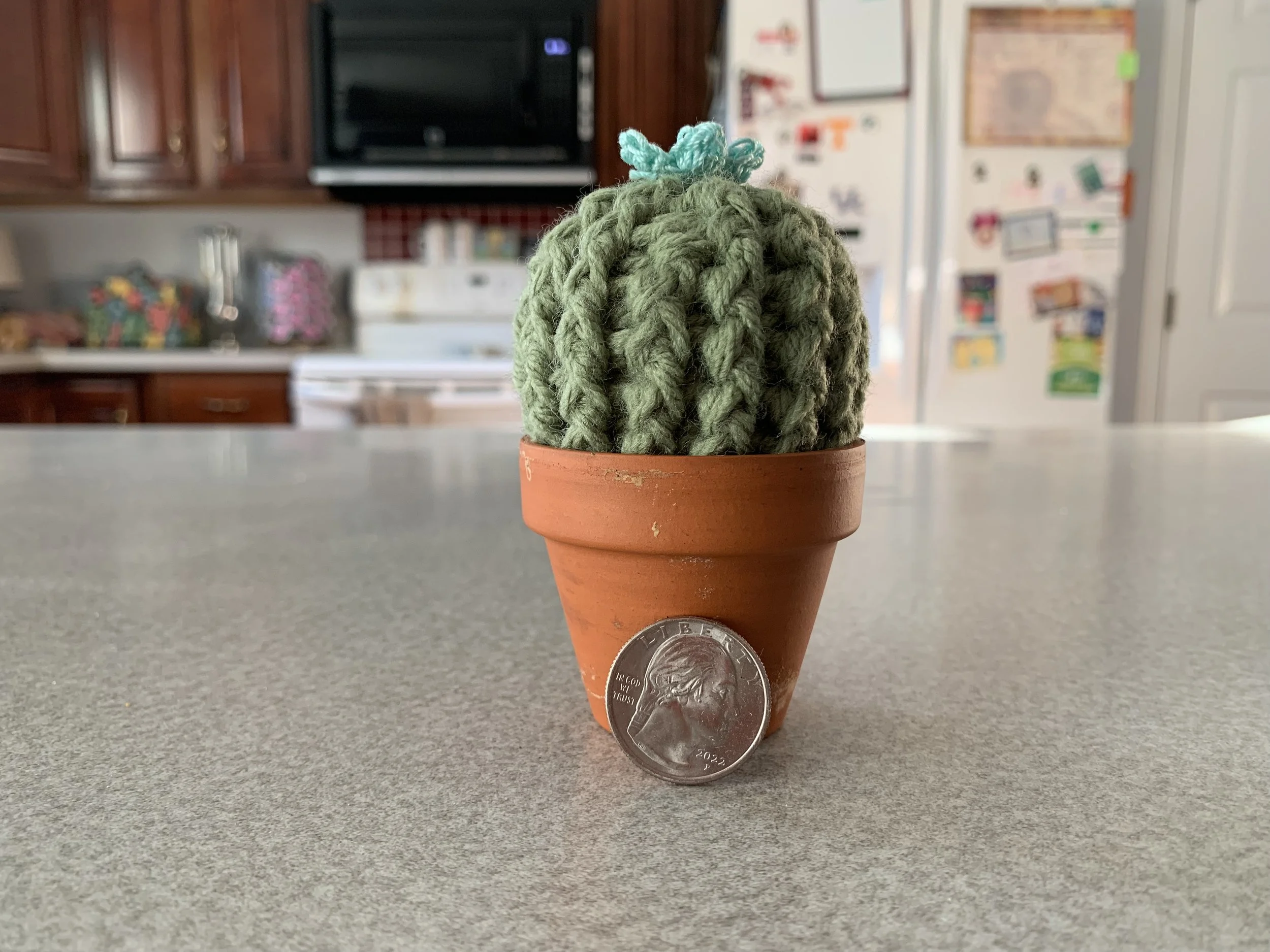Petunia the cactus scale.jpg