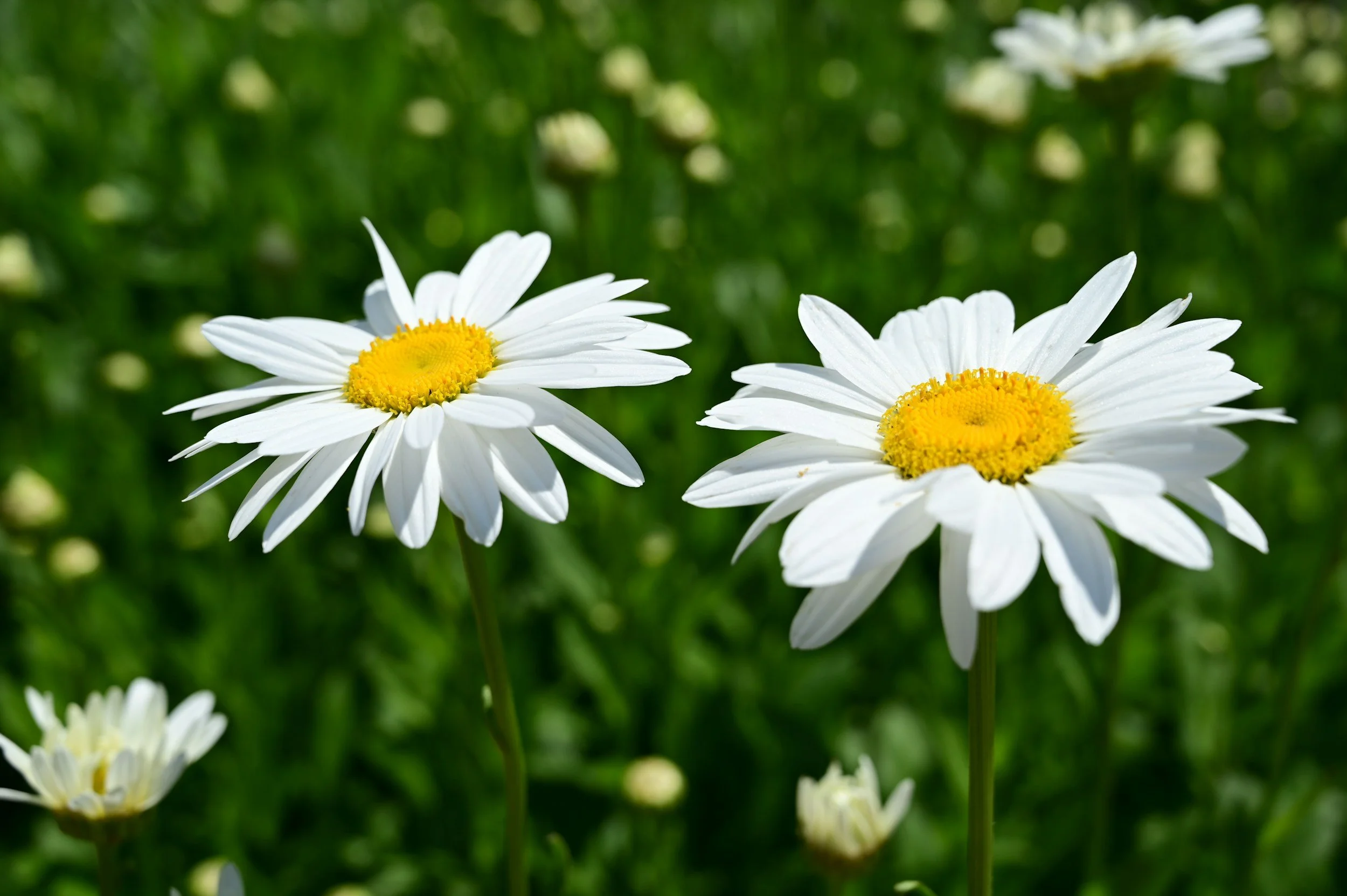 FArewell Summer Pop Up Sale