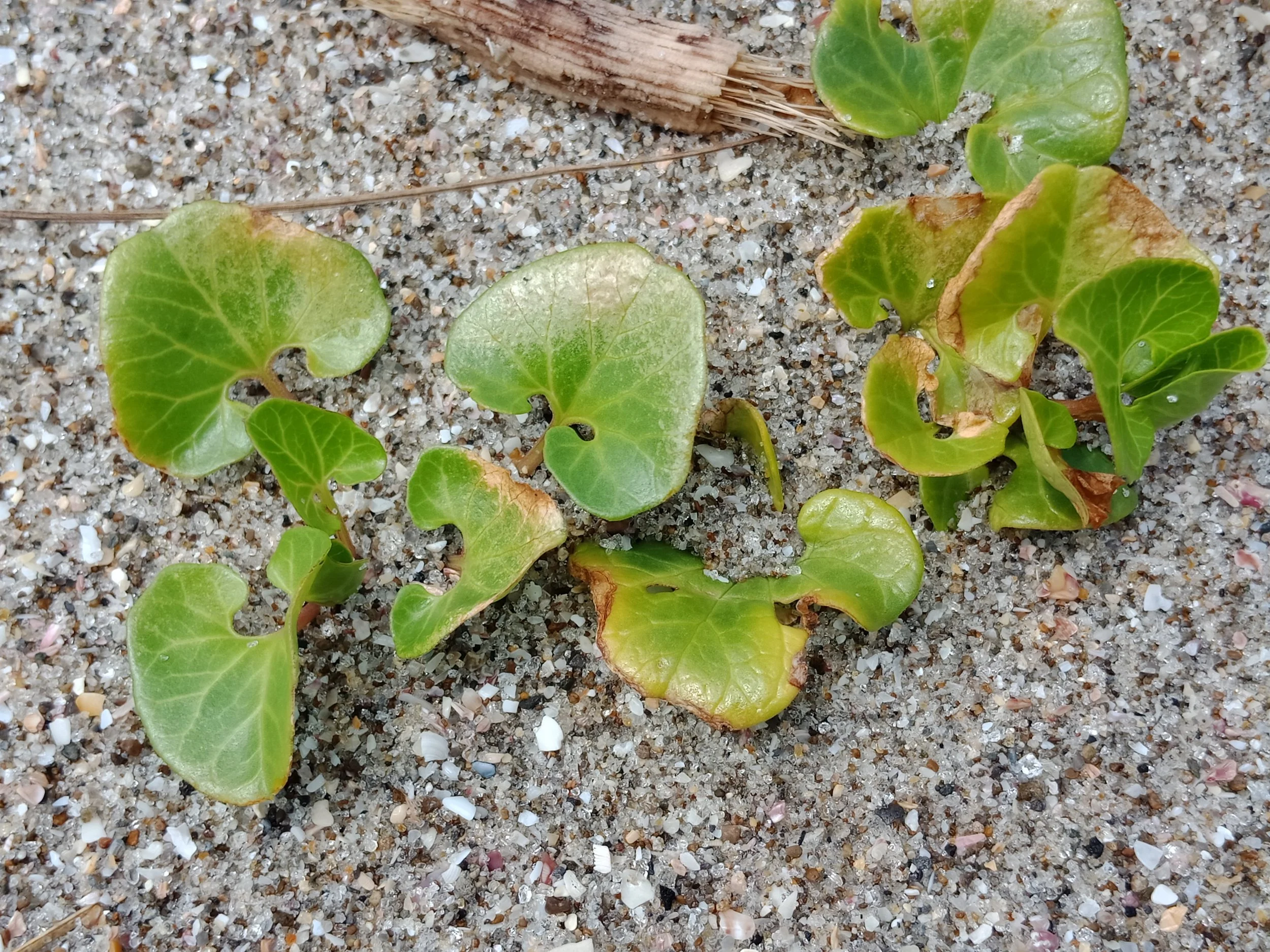 Stoney sand and leaves