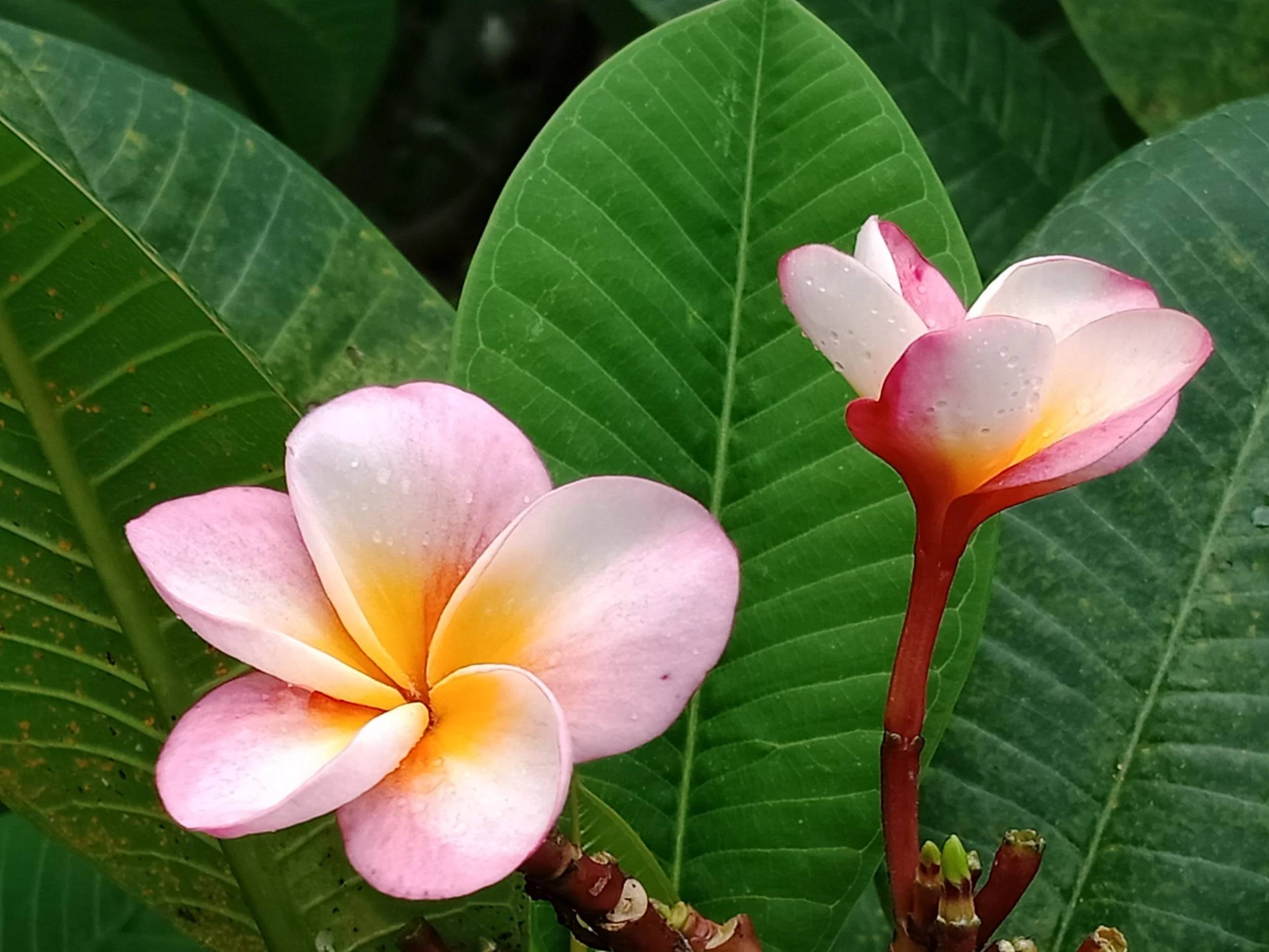 Island flower