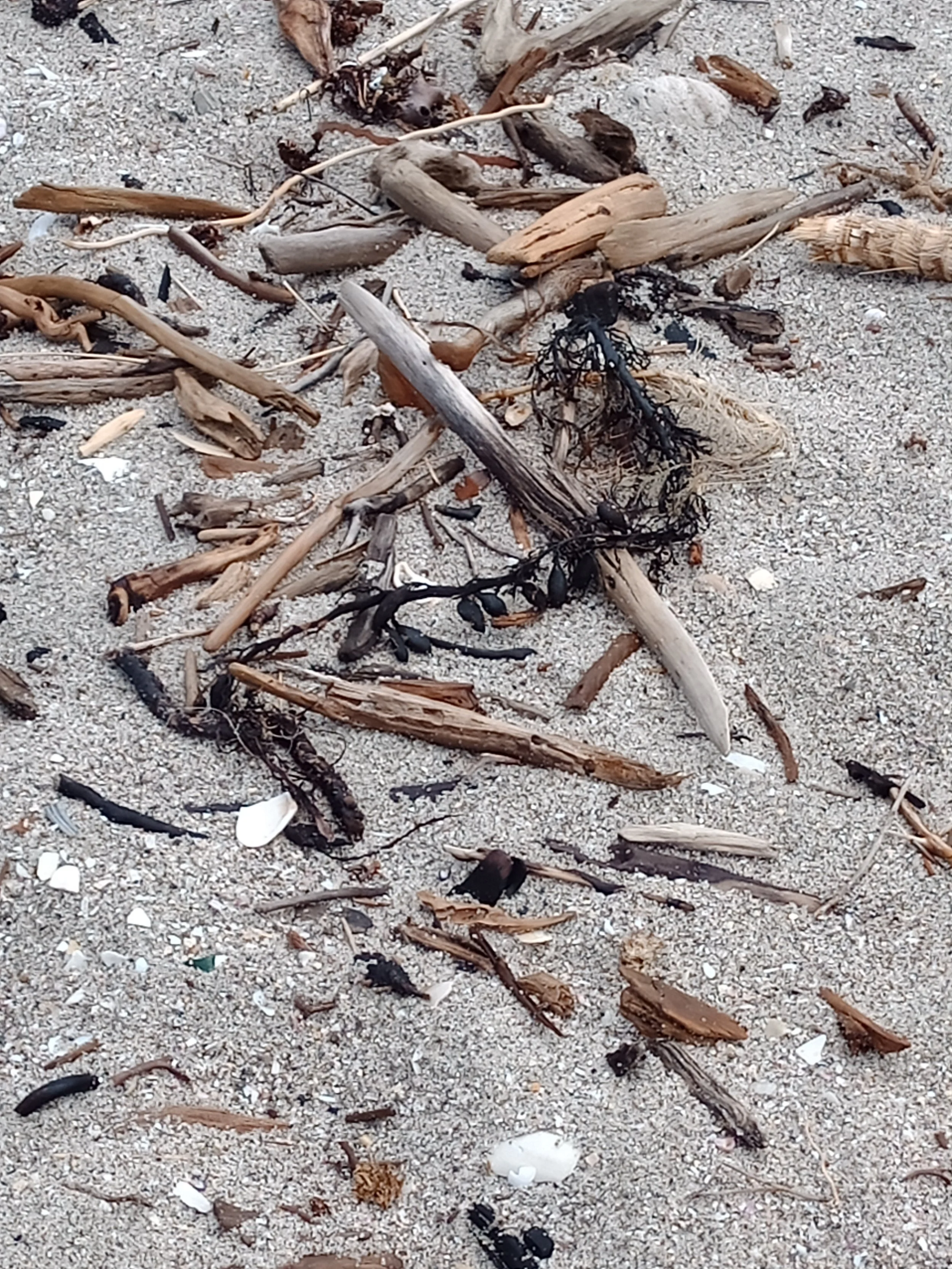 Wood on the beach