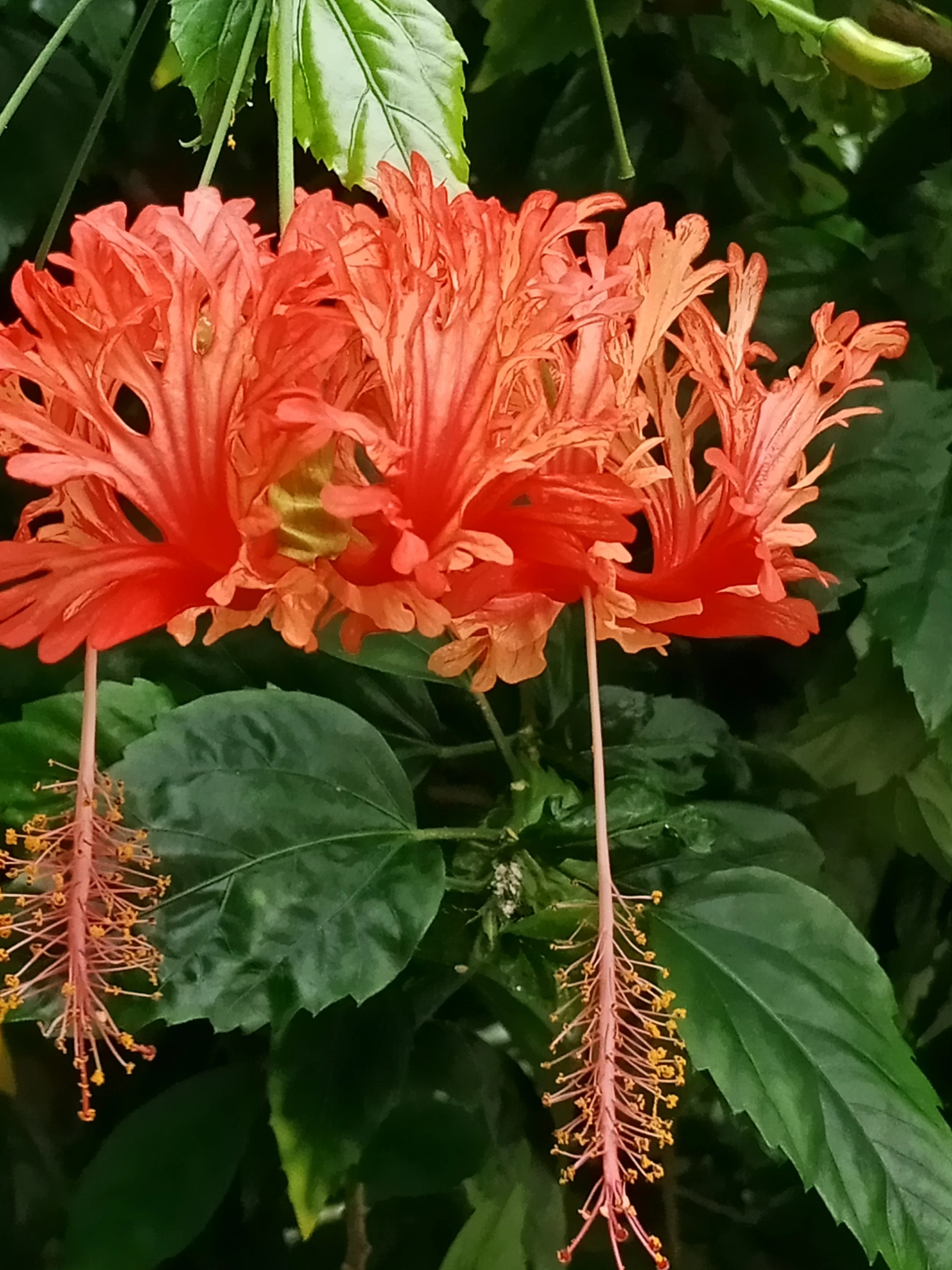 Red flower