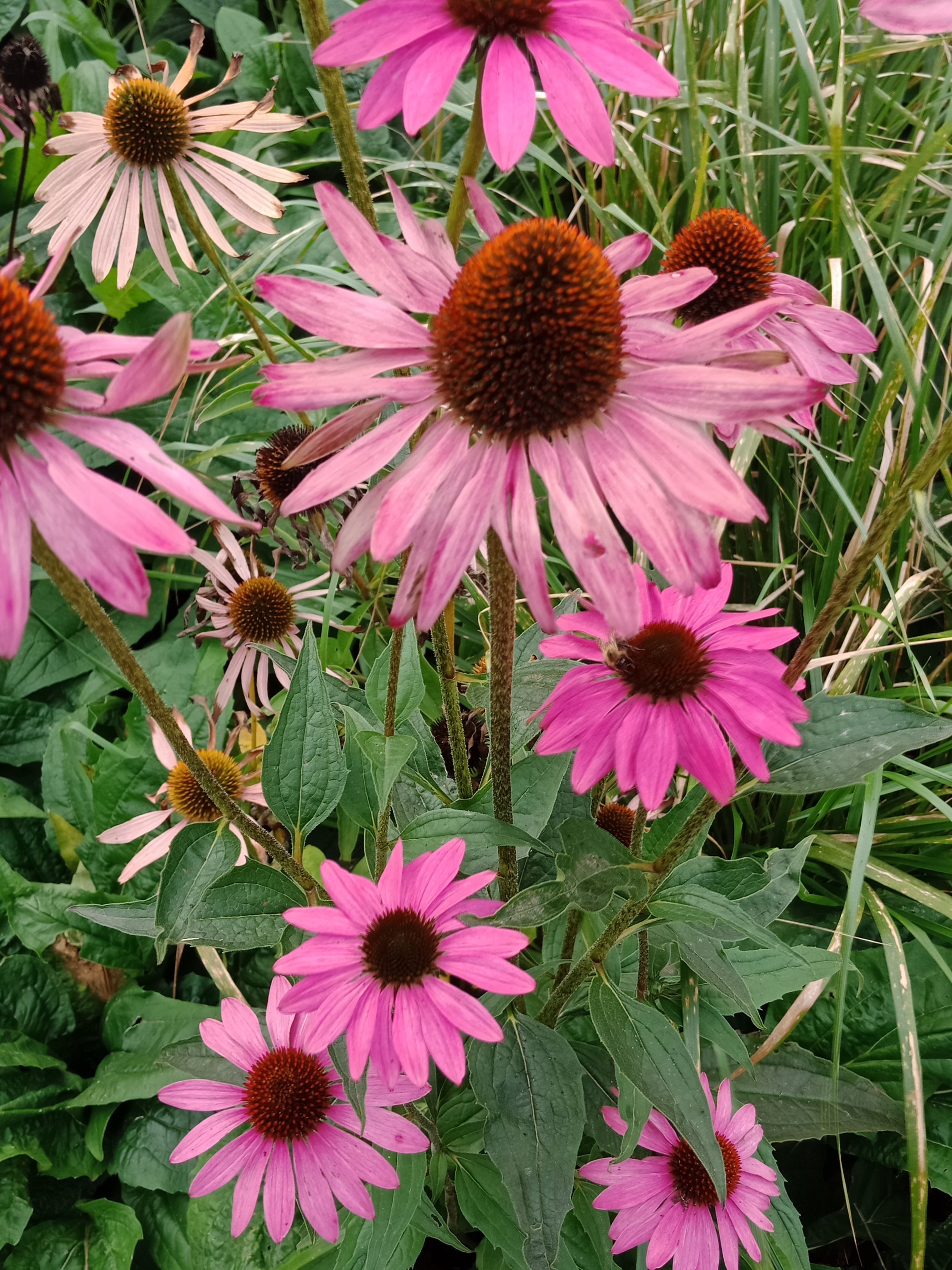 Pink flowers