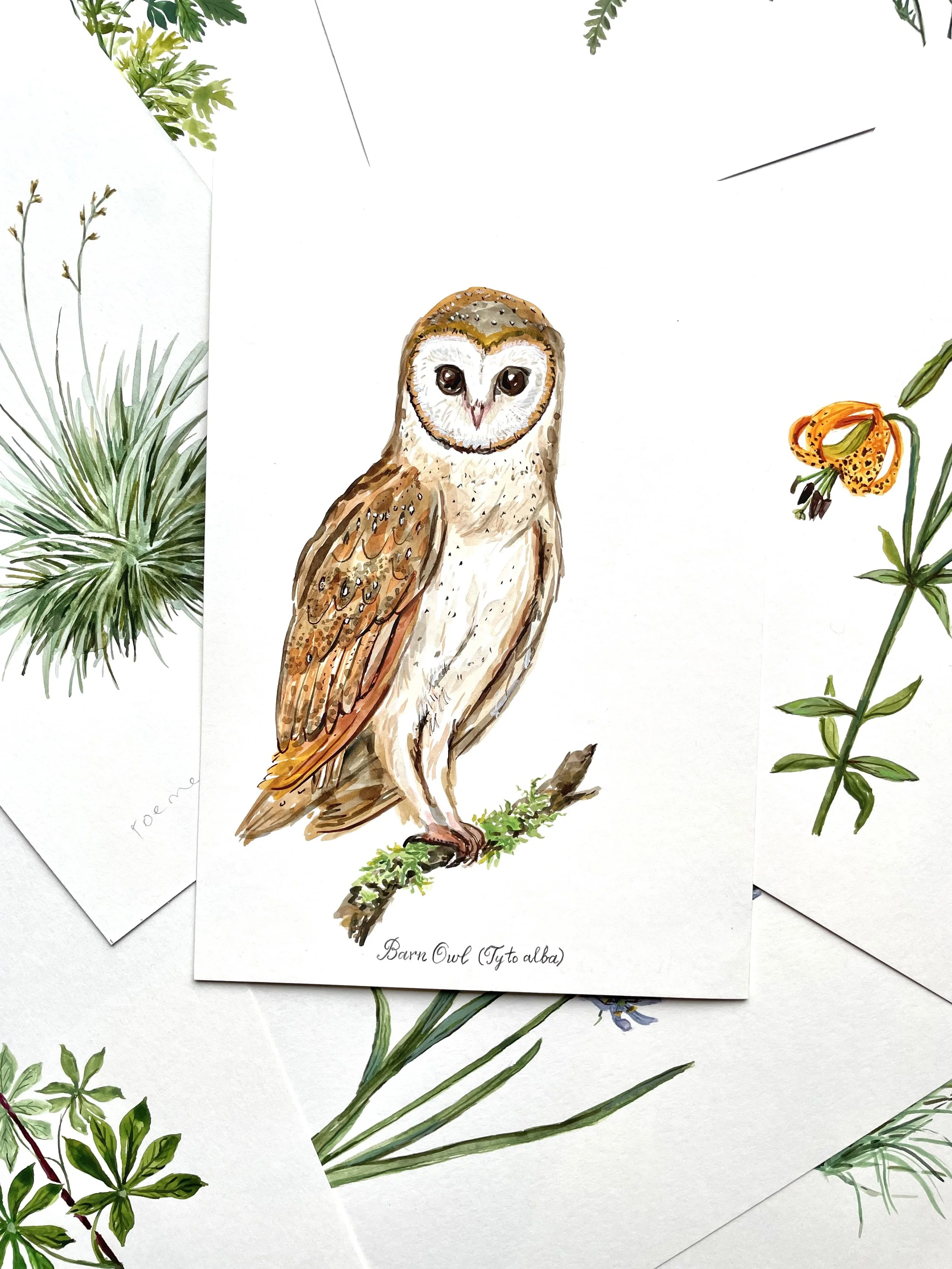 Barn Owl, Original Watercolor